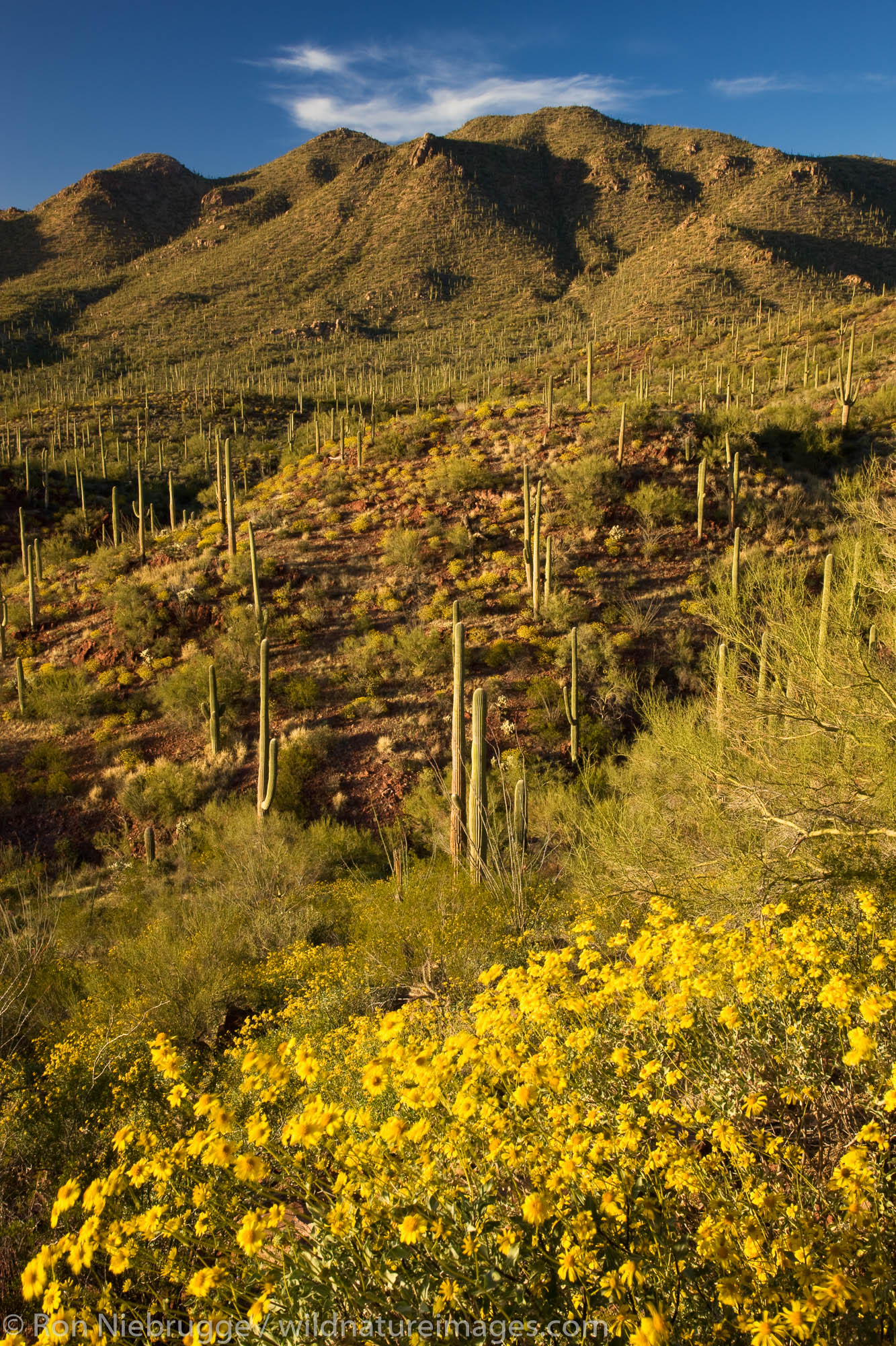Saguaro Cactus and wildflowers including brittlebush, in Saguaro West, Saguaro National Park, Tucson, Arizona.