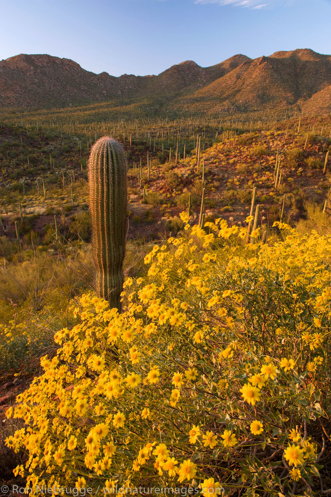 Saguaro Cactus and wildflowers including brittlebush, in Saguaro West, Saguaro National Park, Tucson, Arizona.