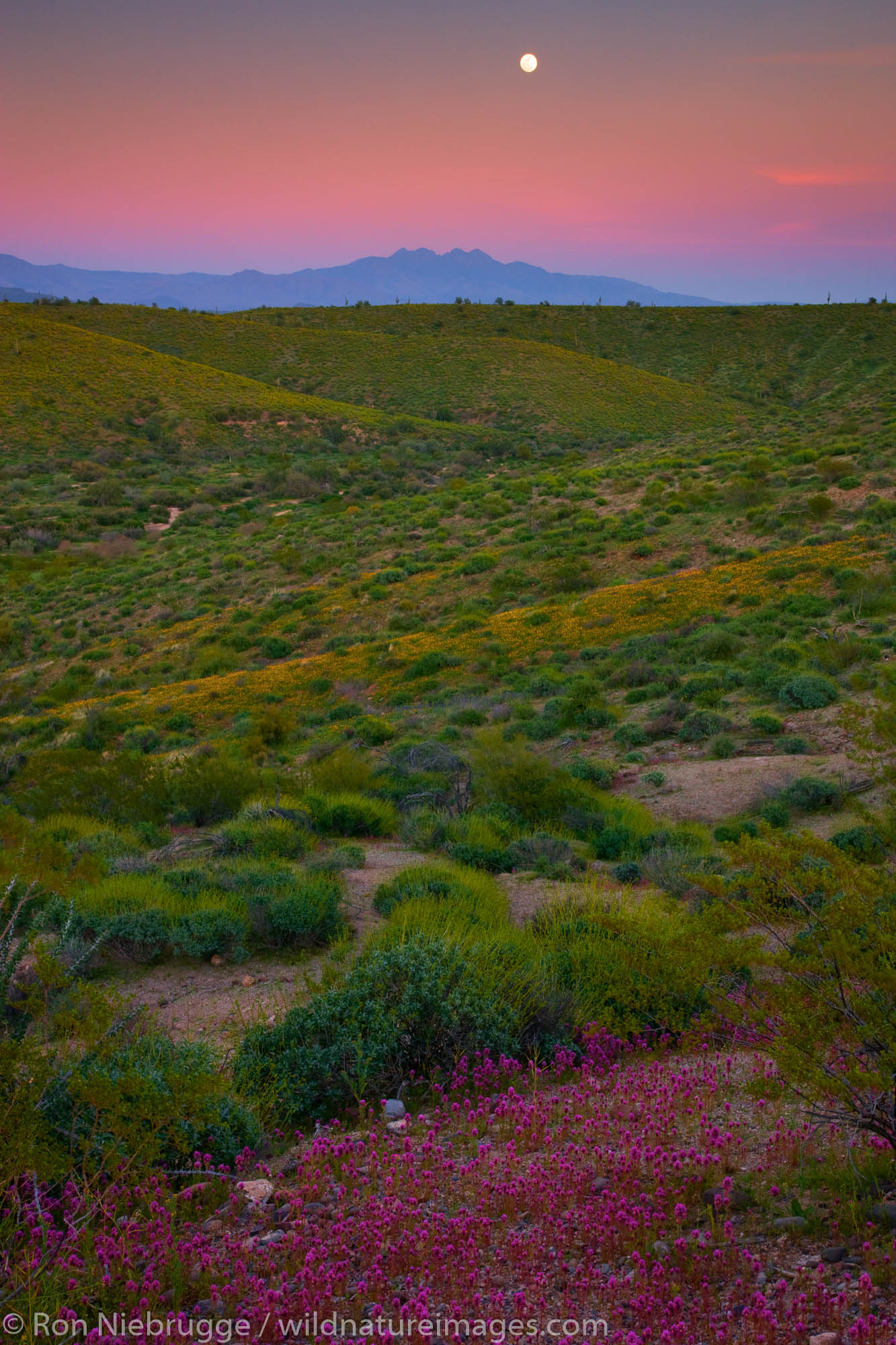 Wildflowers in McDowell Mountain Regional Park, near Fountain Hills, outside of Phoenix, Arizona.