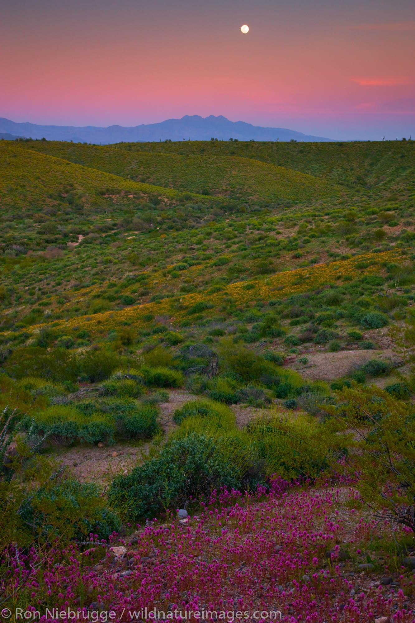Wildflowers in McDowell Mountain Regional Park, near Fountain Hills, outside of Phoenix, Arizona.
