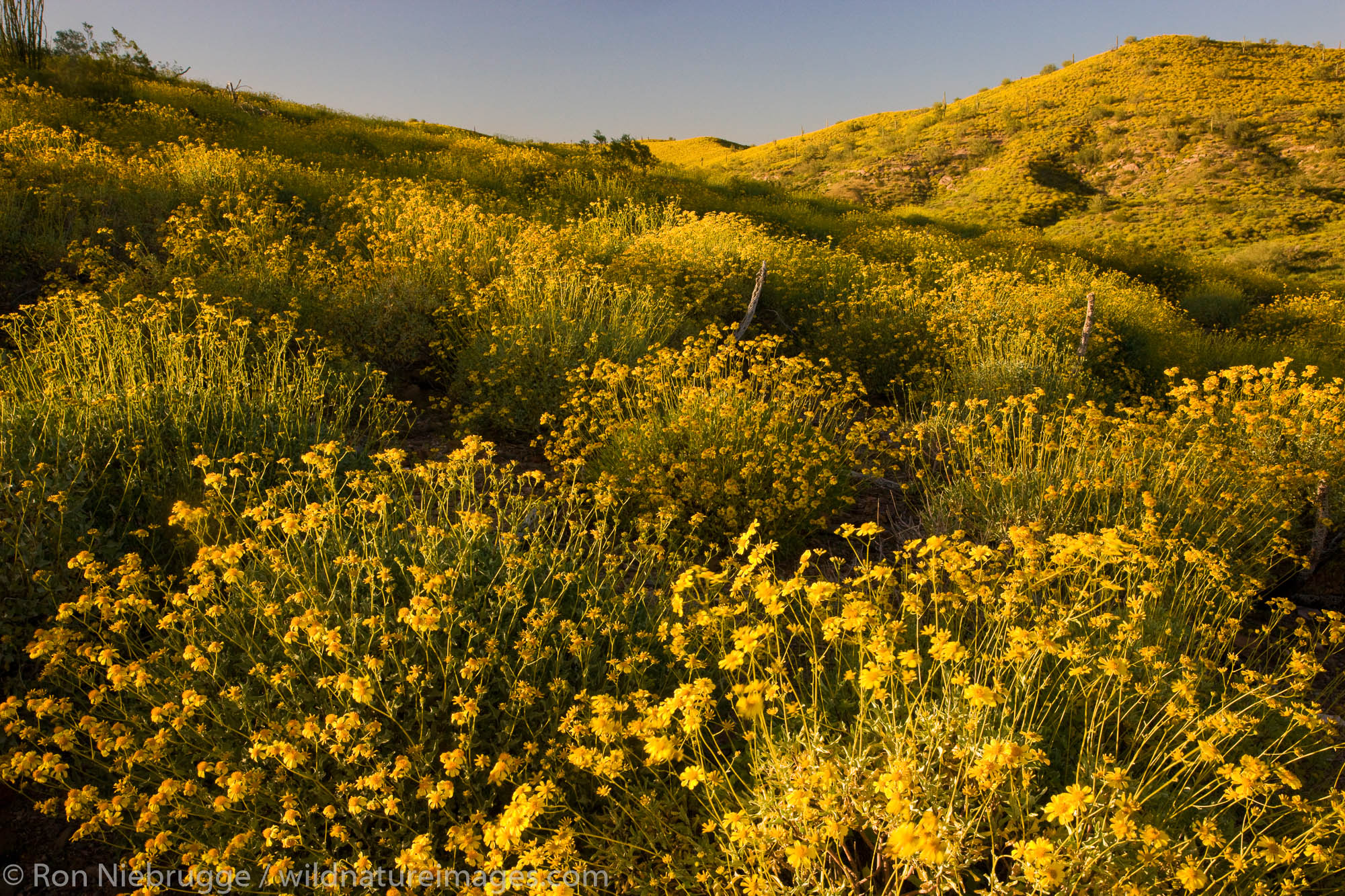 Brittlebush wildflowers in McDowell Mountain Regional Park, near Fountain Hills, outside of Phoenix, Ariziona.