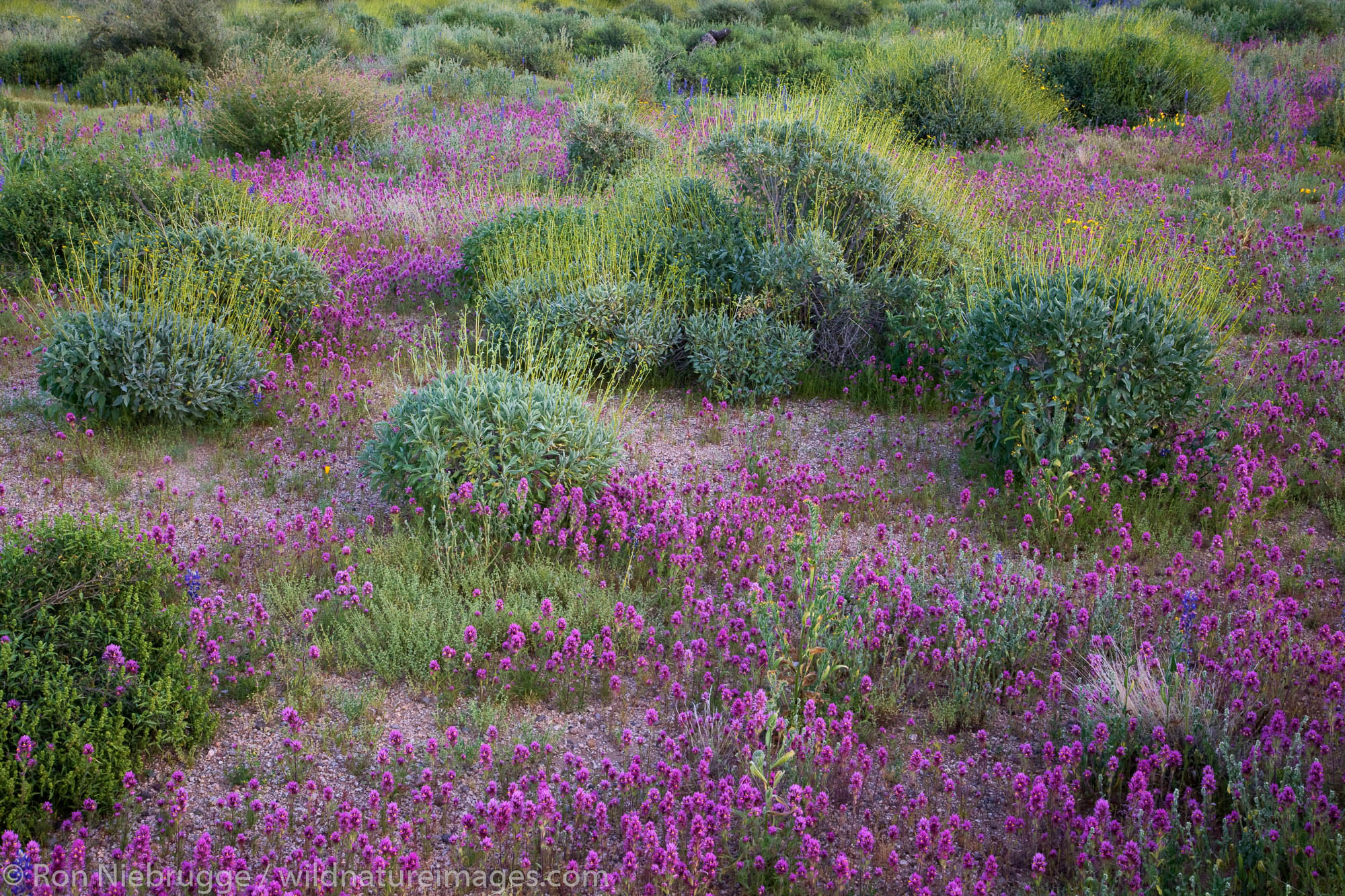 Purple Owl's-Clover wildflowers in McDowell Mountain Regional Park, near Fountain Hills, outside of Phoenix, Arizona.