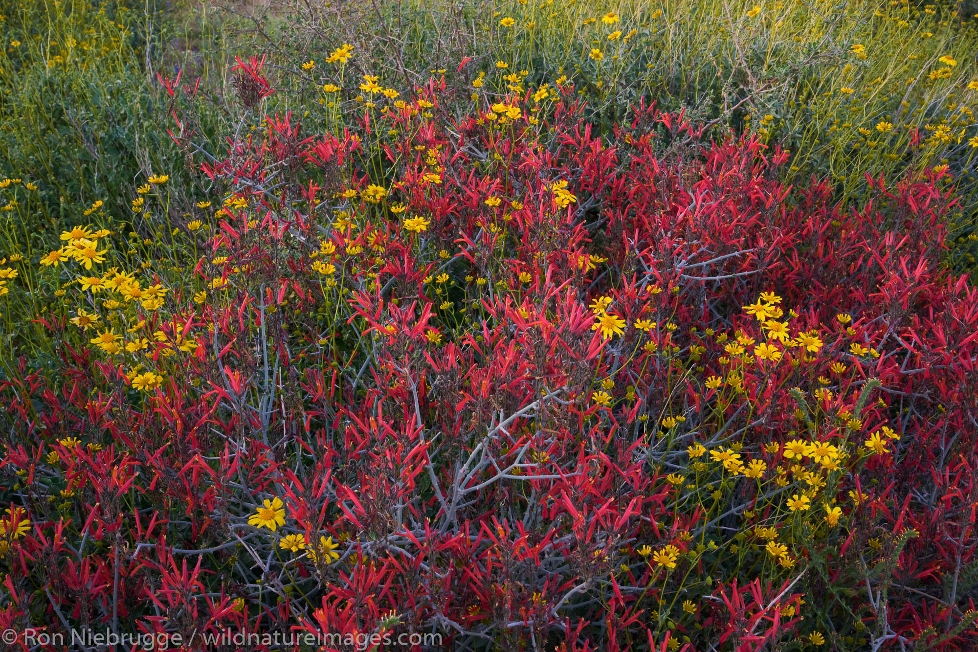 Brittlebush and chuparosa wildflowers in McDowell Mountain Regional Park, near Fountain Hills, outside of Phoenix, Arizona.
