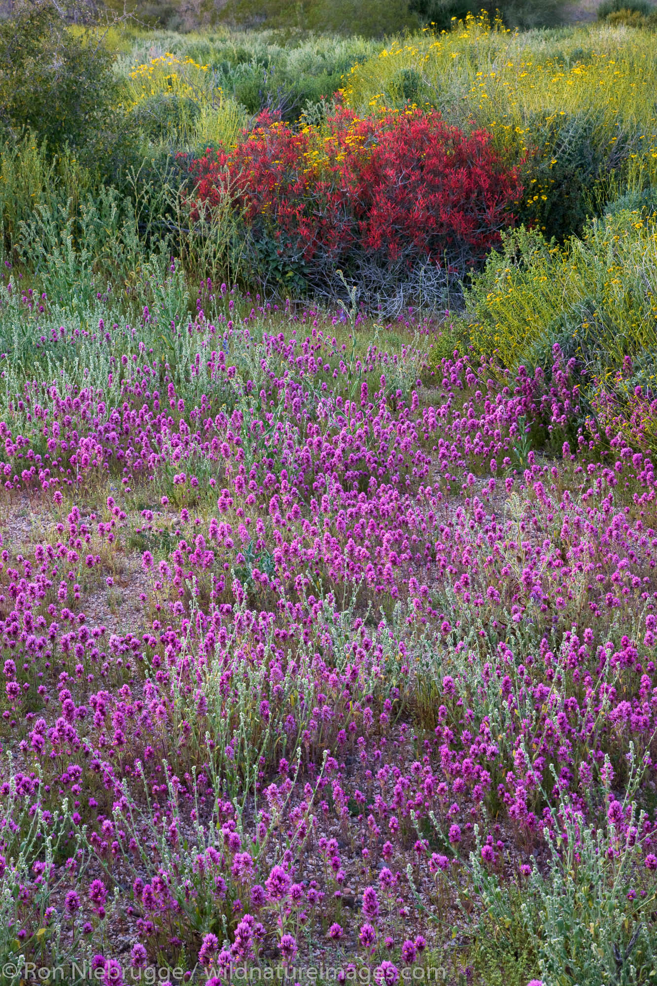 Chuparosa and purple owl's-clover wildflowers in McDowell Mountain Regional Park, near Fountain Hills, outside of Phoenix, Arizona...