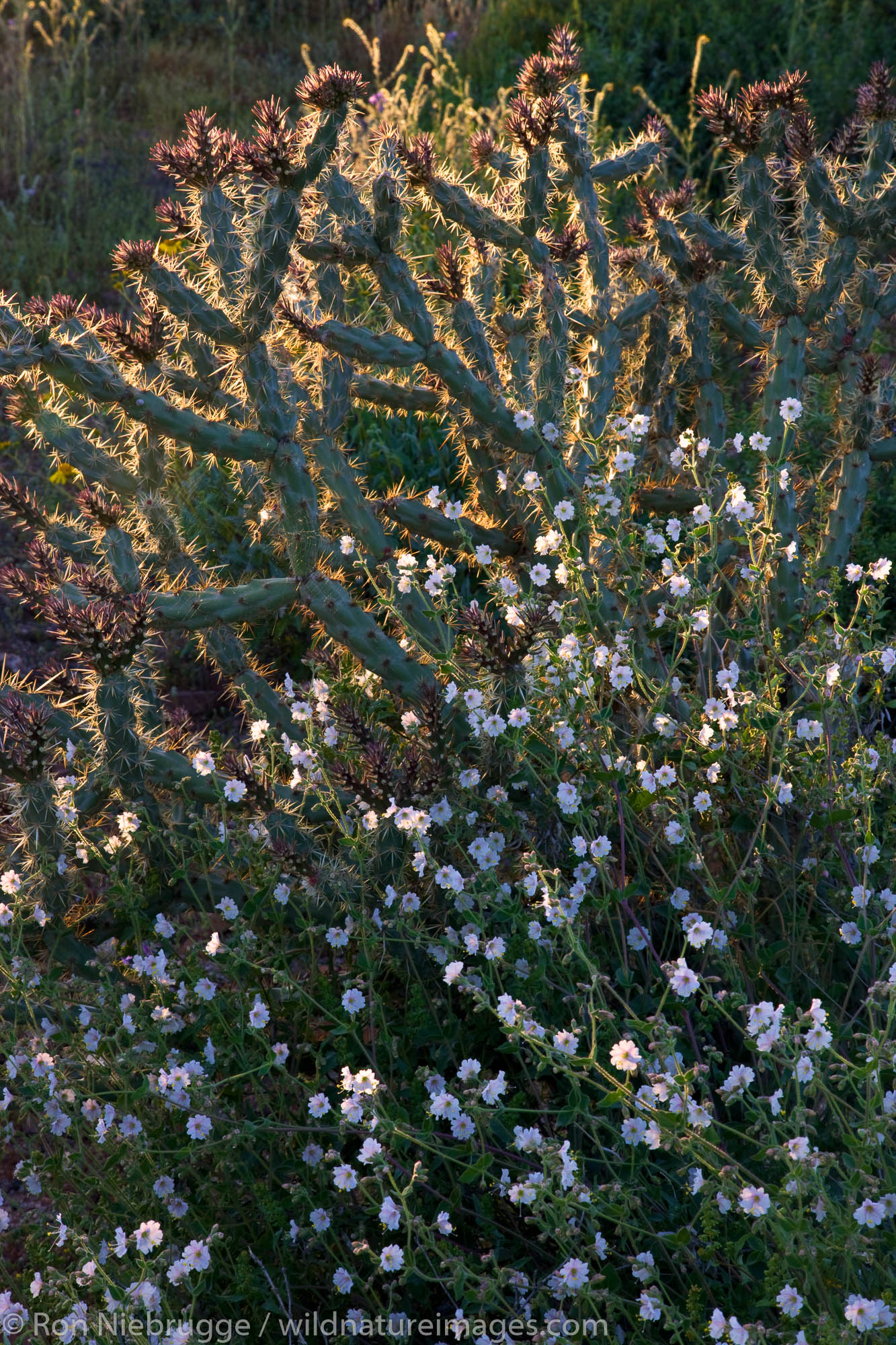 Desert wishbone-bush wildflowers in McDowell Mountain Regional Park, near Fountain Hills, outside of Phoenix, Arizona.