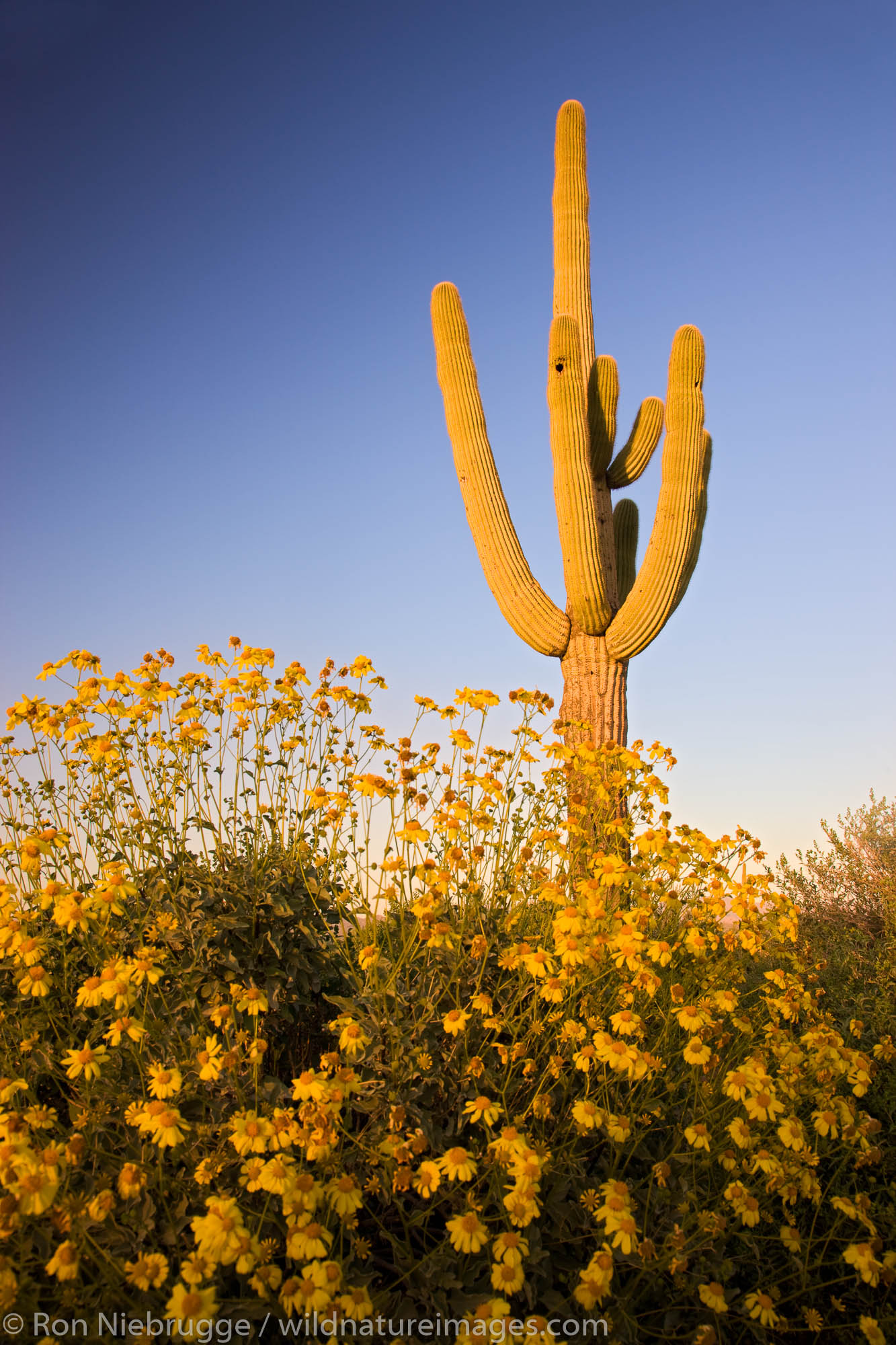 Saguaro cactus and brittlebush wildflowers in McDowell Mountain Regional Park, near Fountain Hills, outside of Phoenix, Ariziona...