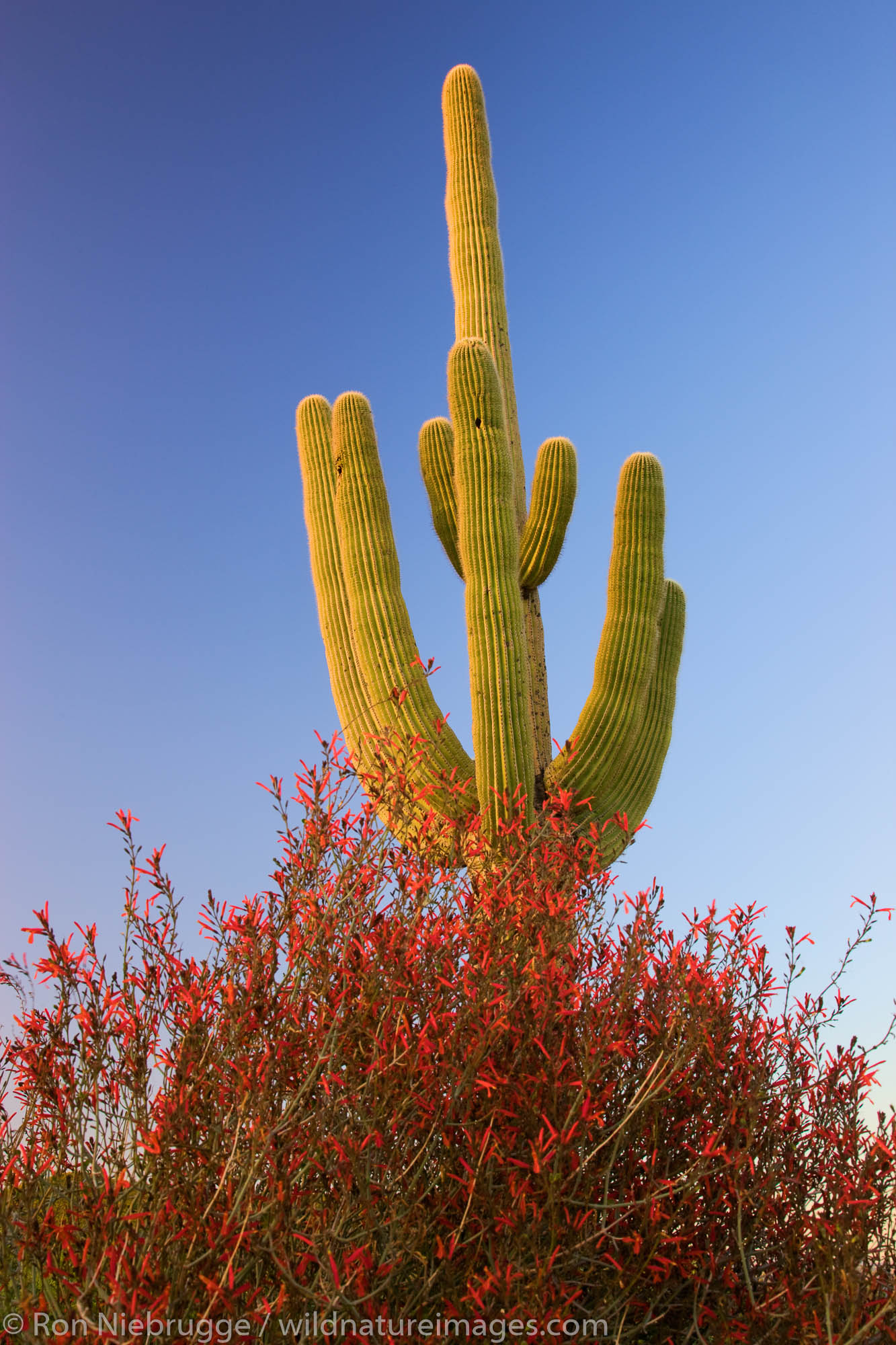 Saguaro cactus and chuparosa wildflowers in McDowell Mountain Regional Park, near Fountain Hills, outside of Phoenix, Arizona...