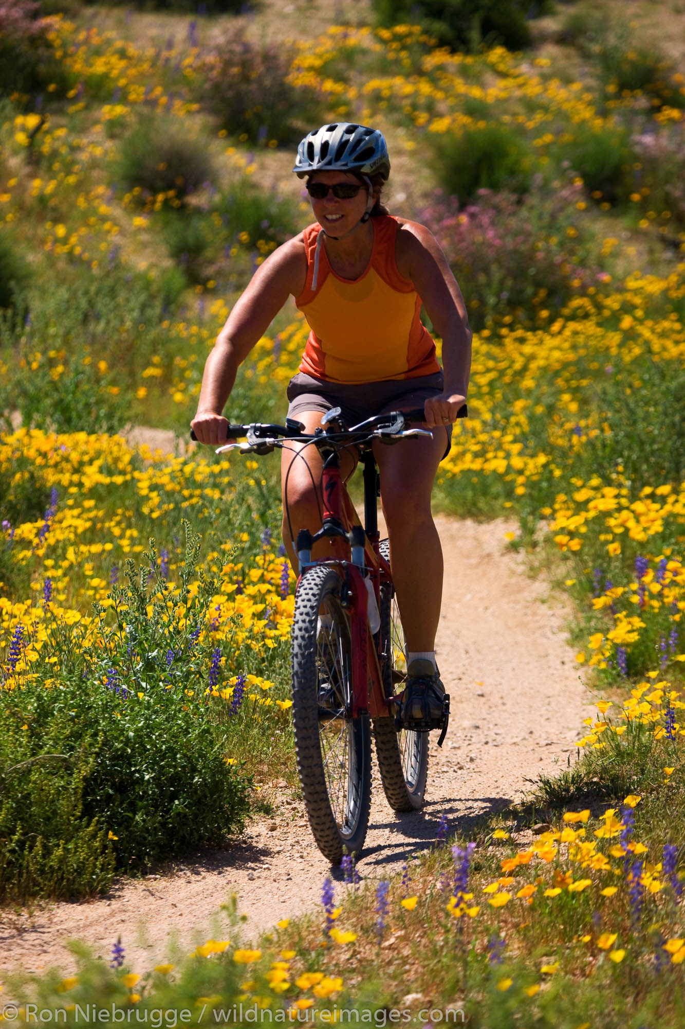 Mountain biking amongst the wildflower in McDowell Mountain Regional Park, near Fountain Hills, outside of Phoenix, Arizona.  (...
