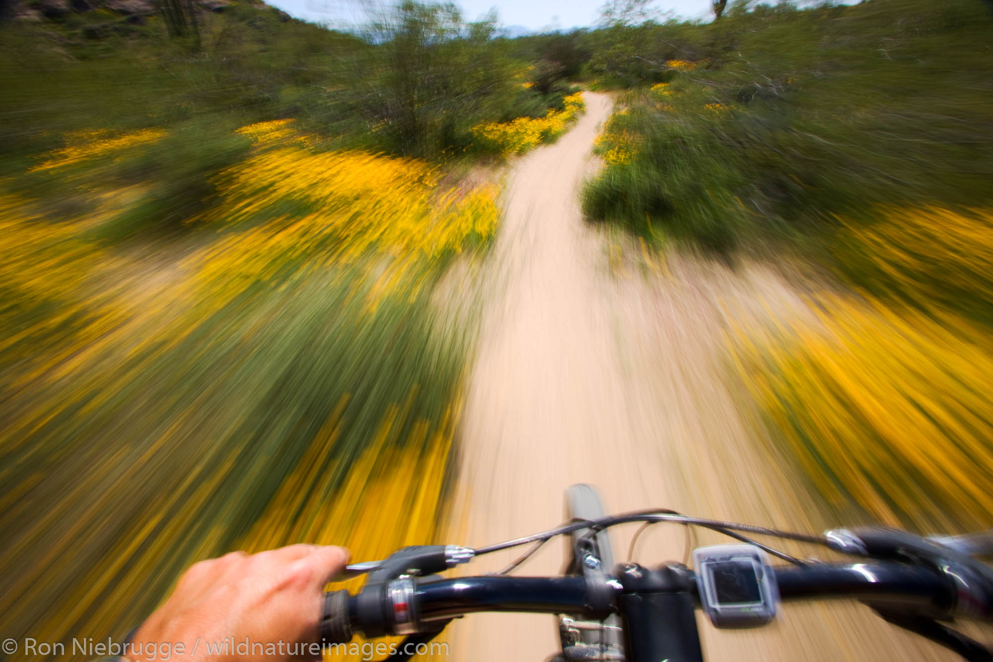 Mountain biking amongst the wildflowers in McDowell Mountain Regional Park, near Fountain Hills, outside of Phoenix, Arizona.  (...