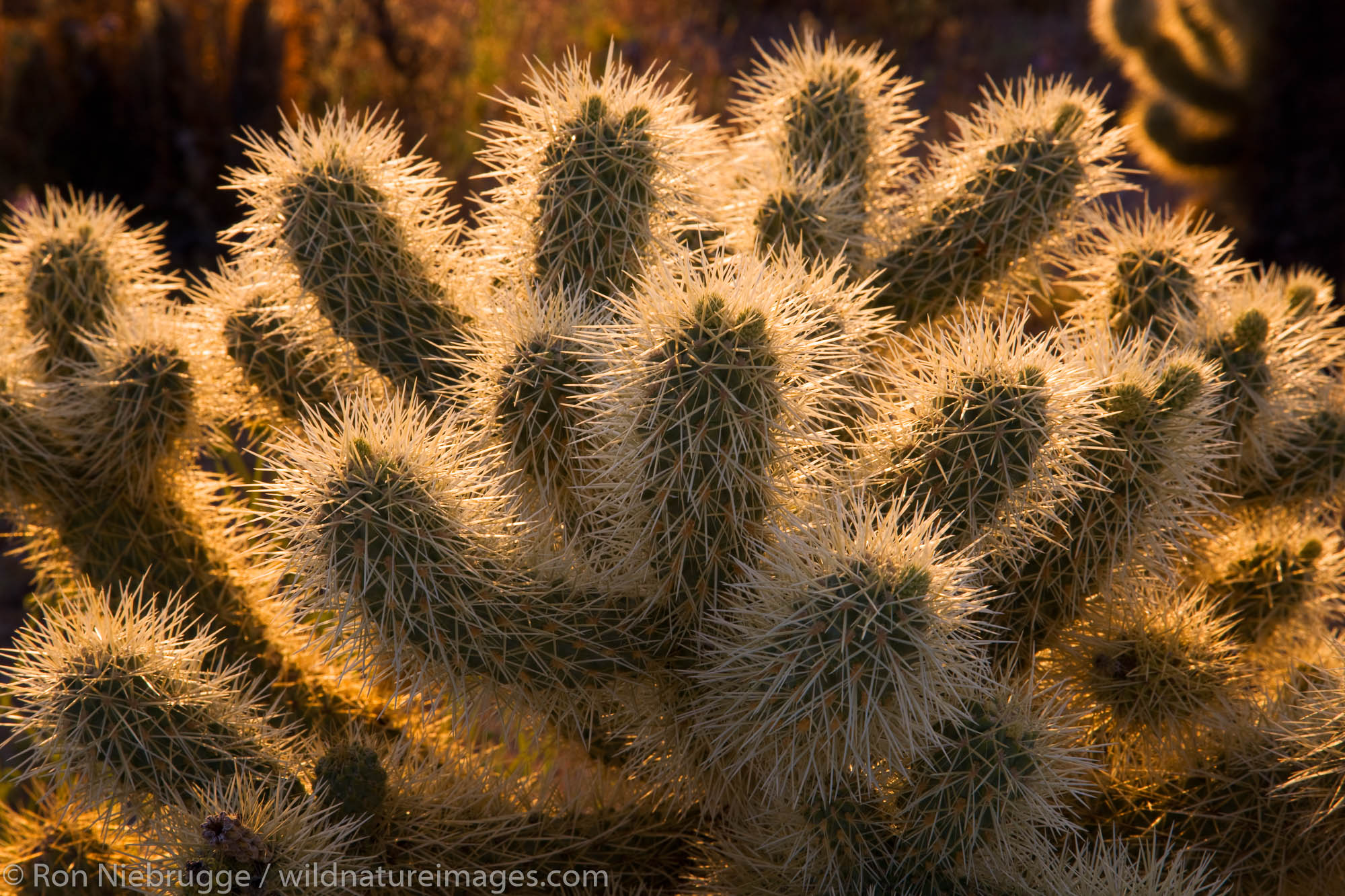 Cholla cactus at McDowell Mountain Regional Park, near Fountain Hills, outside of Phoenix, Arizona.