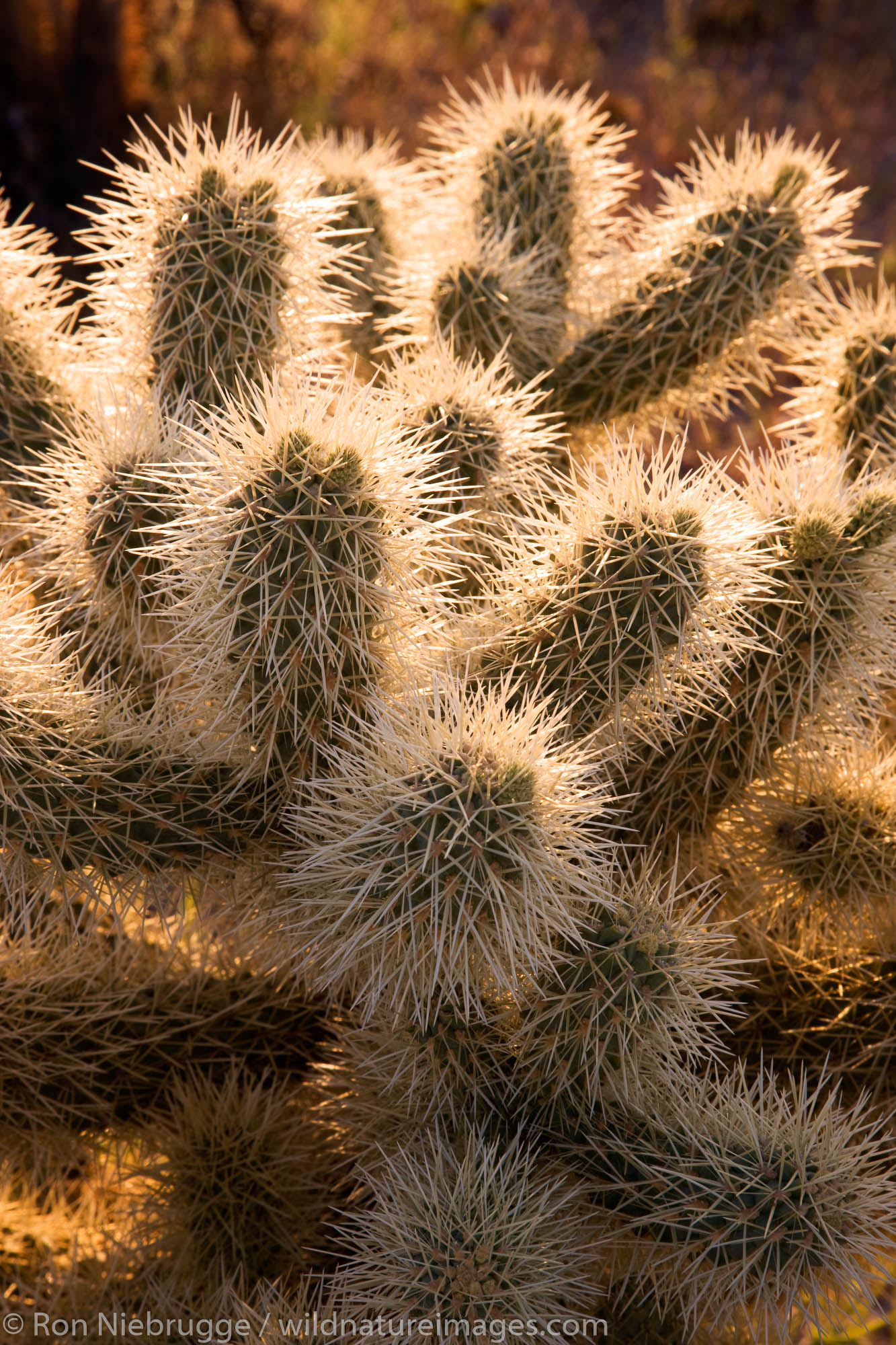 Cholla cactus at McDowell Mountain Regional Park, near Fountain Hills, outside of Phoenix, Arizona.