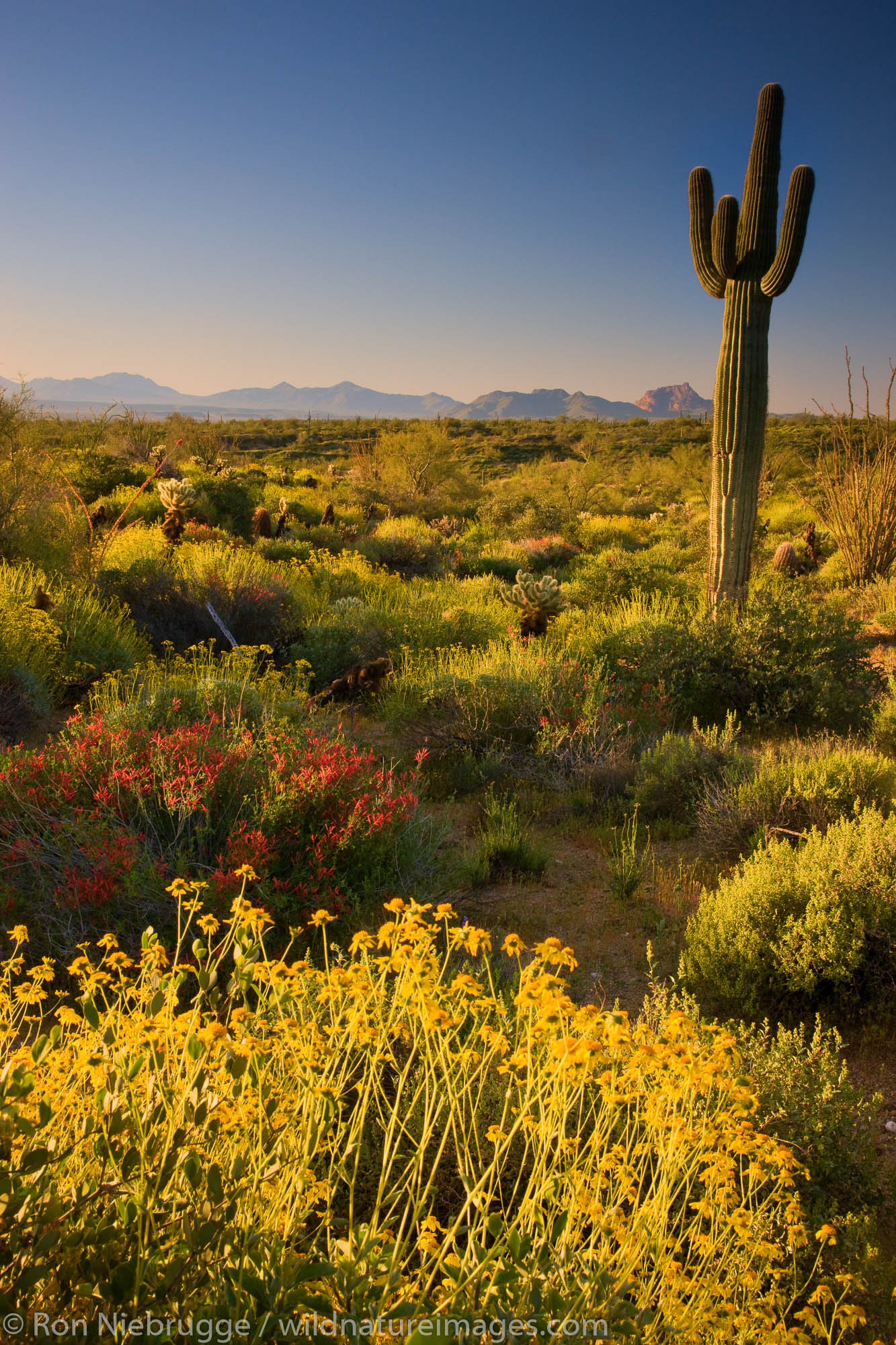 Wildflowers and cactus at McDowell Mountain Regional Park, near Fountain Hills, outside of Phoenix, Arizona.