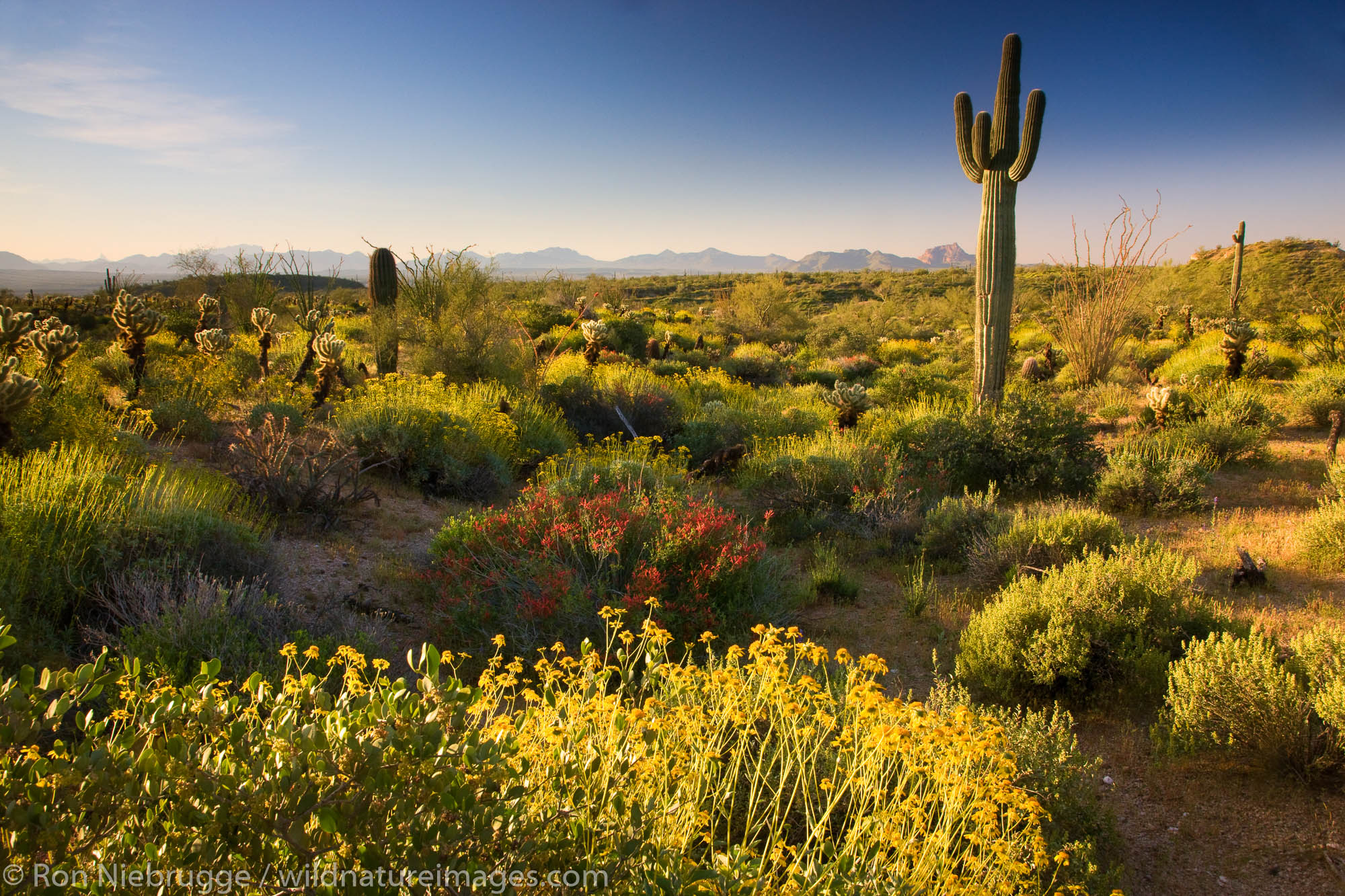 Wildflowers and cactus at McDowell Mountain Regional Park, near Fountain Hills, outside of Phoenix, Arizona.