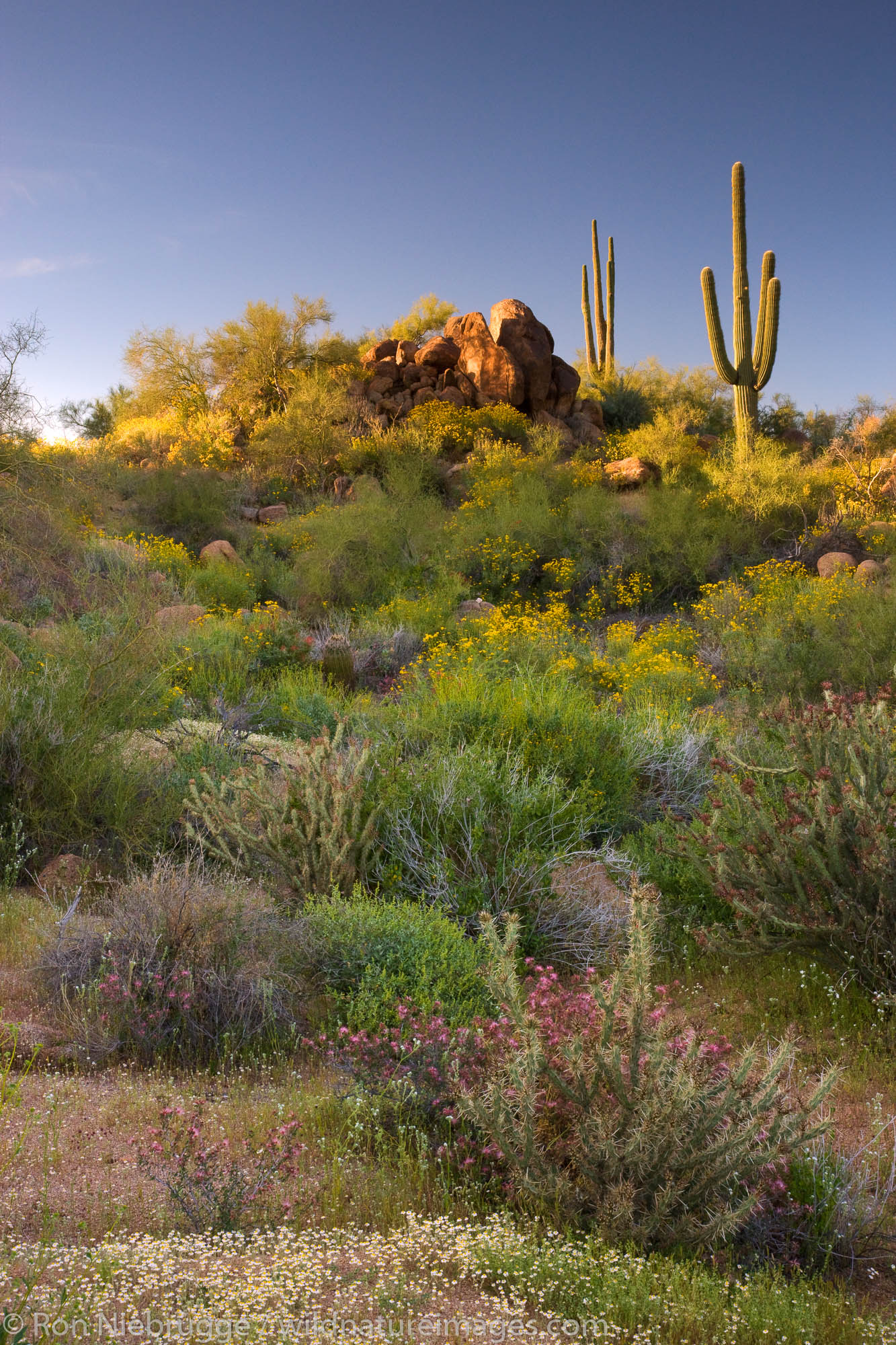 Wildflowers and cactus at Saguaro Lake in the Tonto National Forest, near Fountain Hills, outside of Phoenix, Arizona.