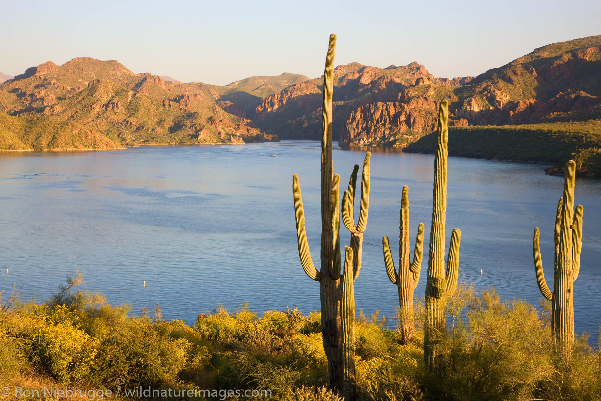 Wildflowers and Saguaro Cactus at Saguaro Lake in the Tonto National Forest, near Fountain Hills, outside of Phoenix, Arizona...