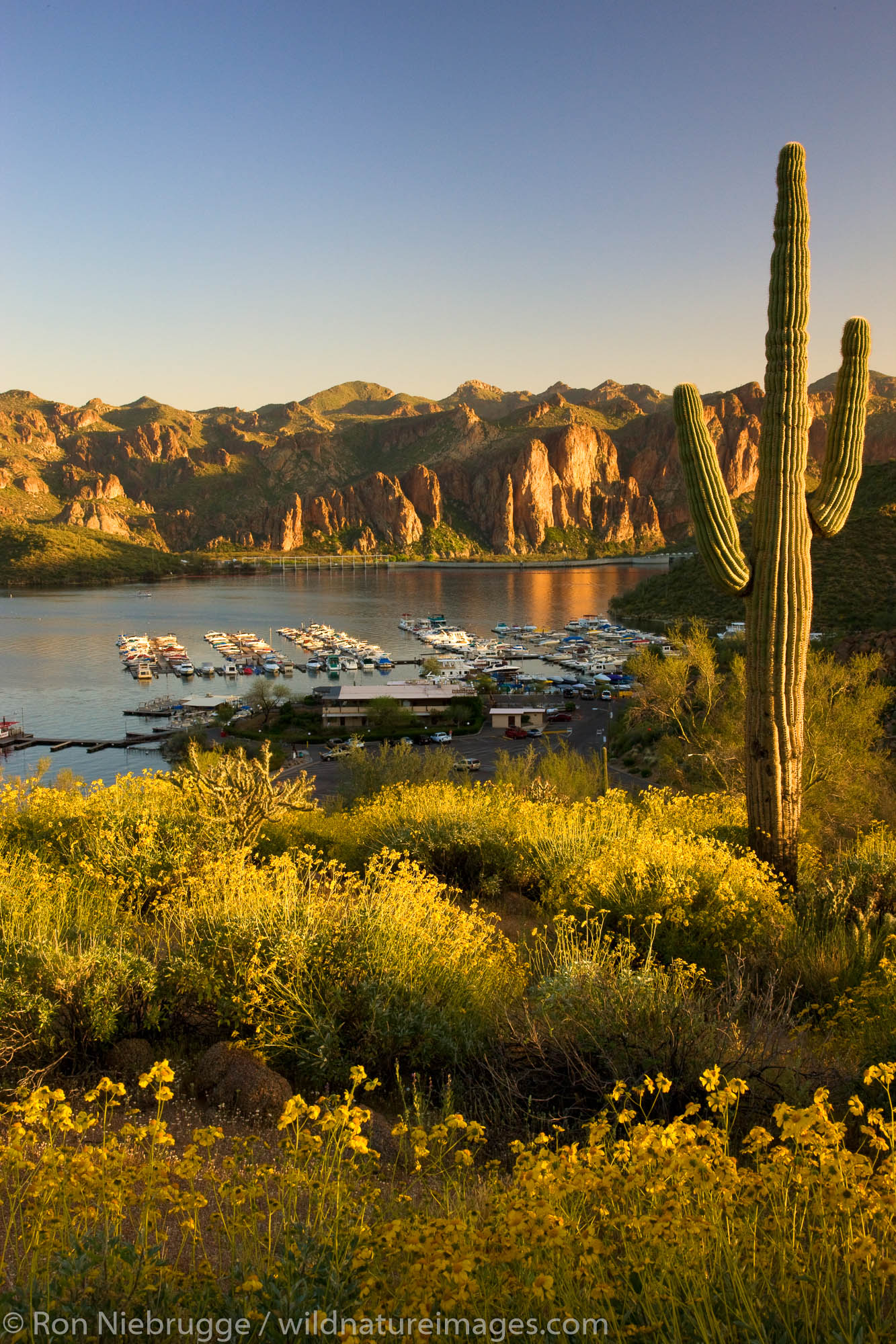 Wildflowers and Saguaro Cactus above Saguaro Lake in the Tonto National Forest, near Fountain Hills, outside of Phoenix, Arizona...