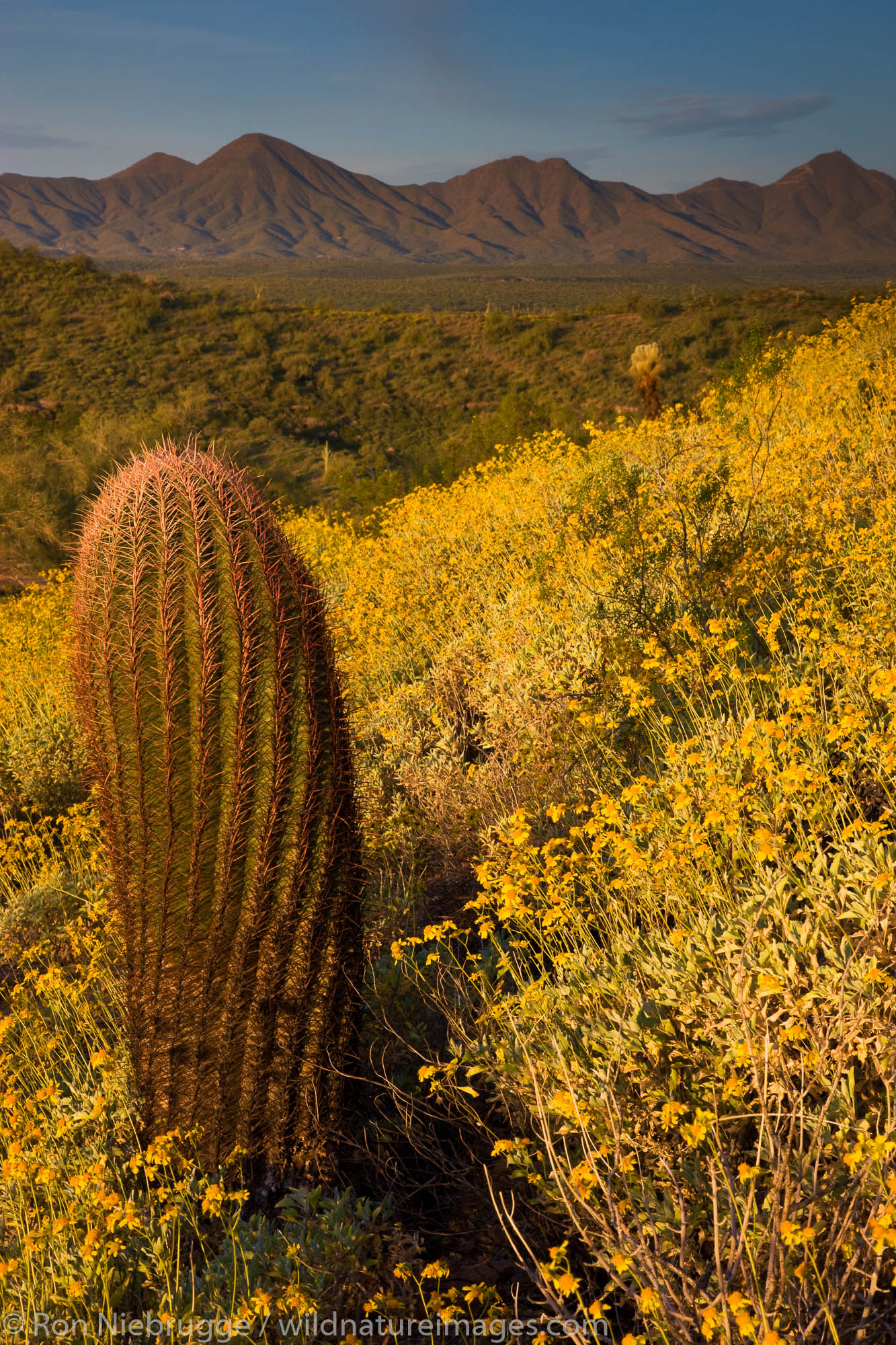 Wildflowers, primarily Brittlebush (Encelia farinose) at  McDowell Mountain Regional Park, near Fountain Hills, outside of Phoenix...