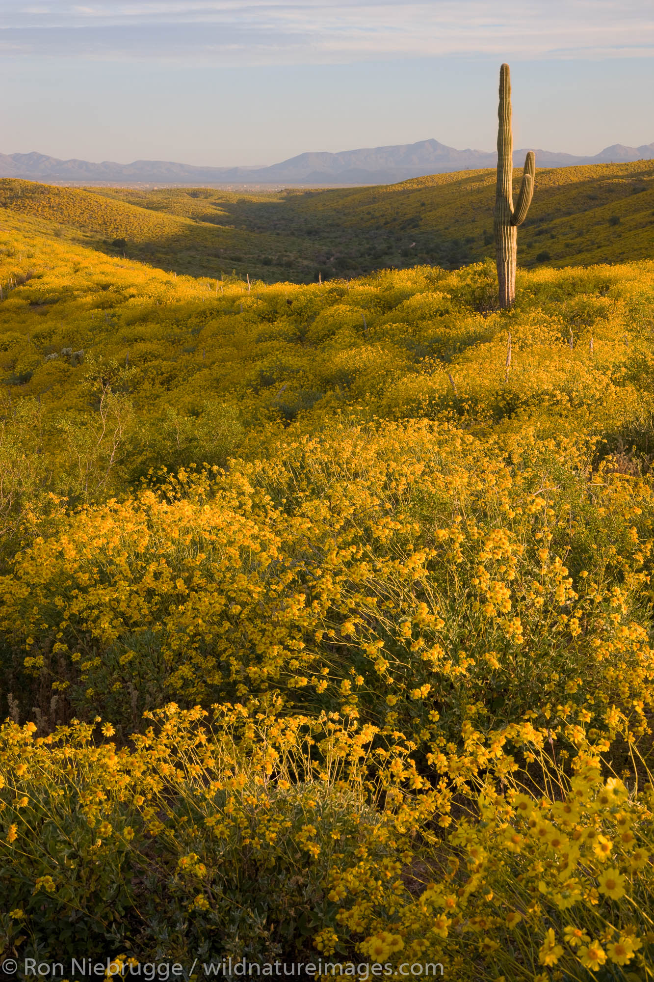 Wildflowers, primarily Brittlebush (Encelia farinose) at  McDowell Mountain Regional Park, near Fountain Hills, outside of Phoenix...