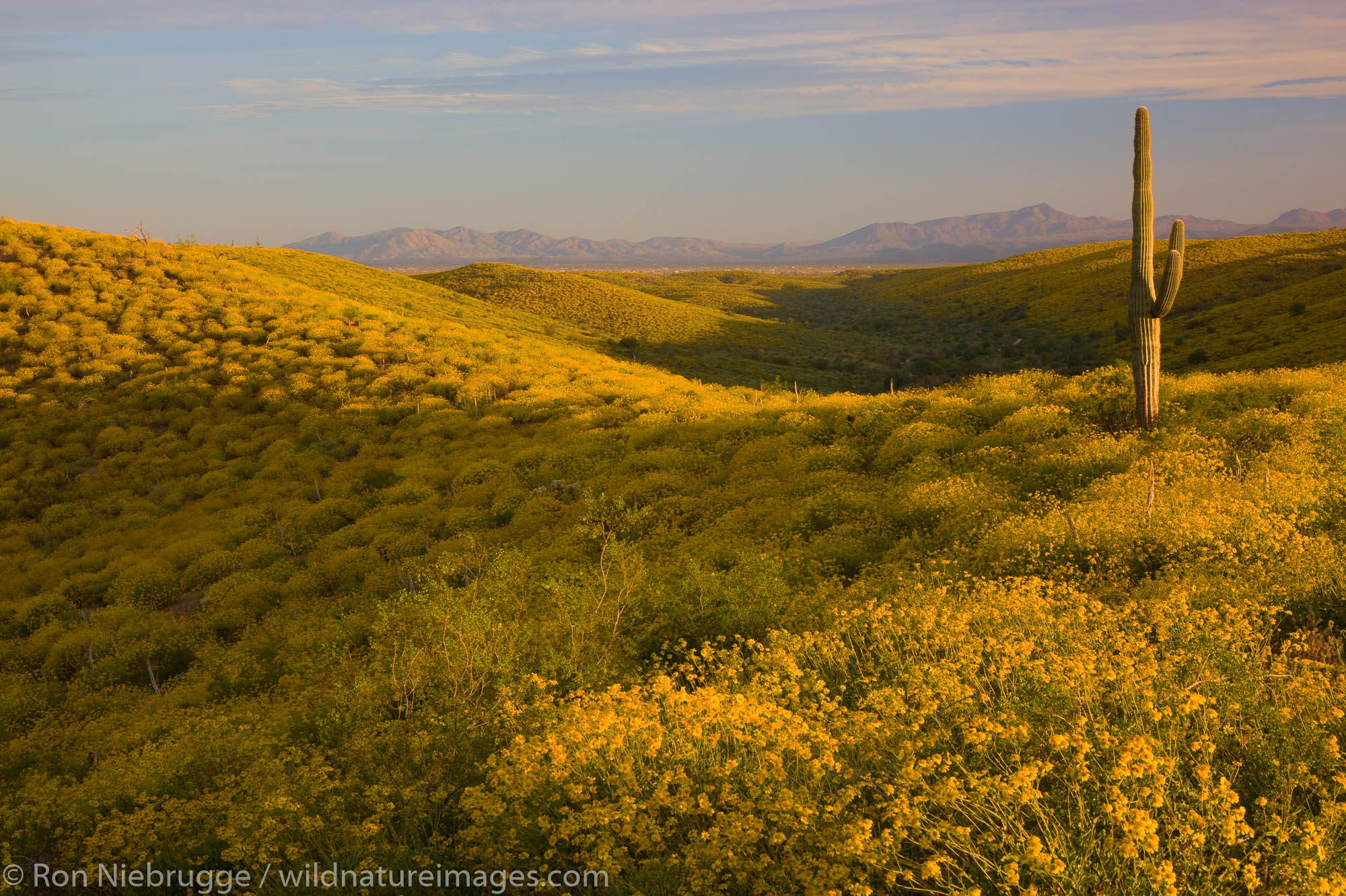 Wildflowers, primarily Brittlebush (Encelia farinose) at  McDowell Mountain Regional Park, near Fountain Hills, outside of Phoenix...