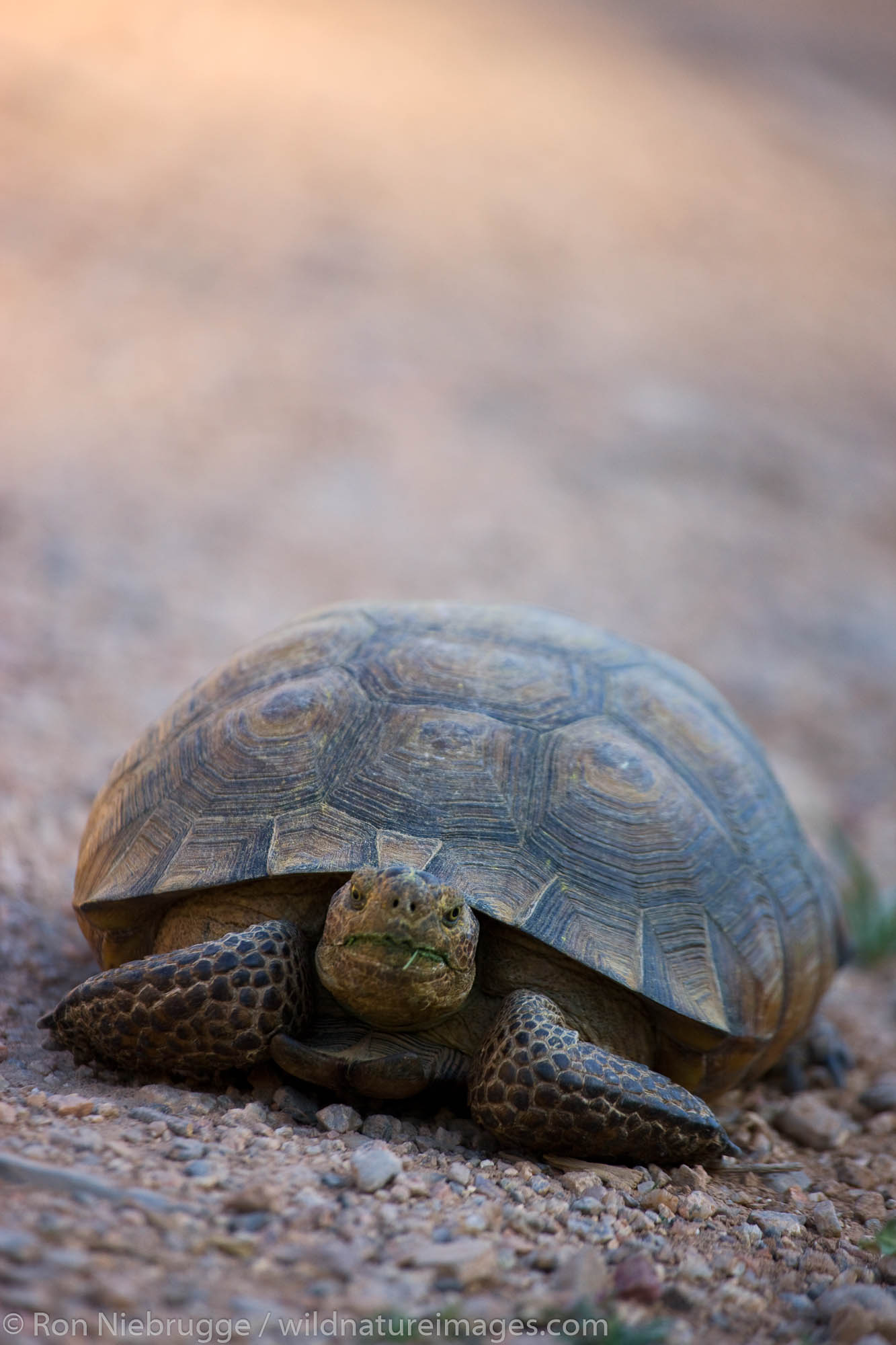 A desert tortoise (Gopherus agassizii) McDowell Mountain Regional Park, near Fountain Hills, outside of Phoenix, Arizona.