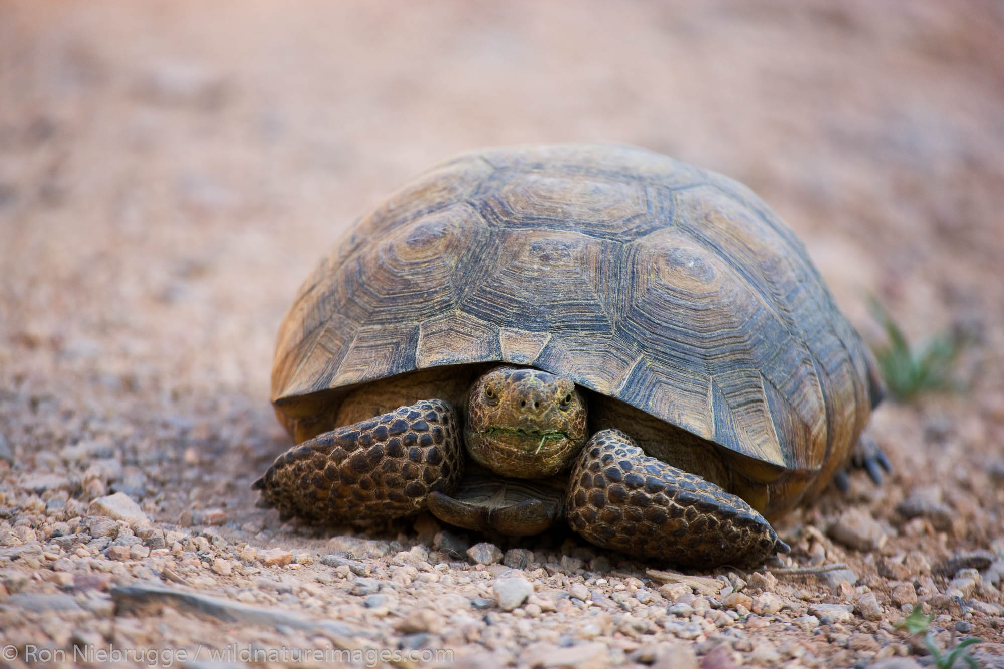 A desert tortoise (Gopherus agassizii) McDowell Mountain Regional Park, near Fountain Hills, outside of Phoenix, Arizona.