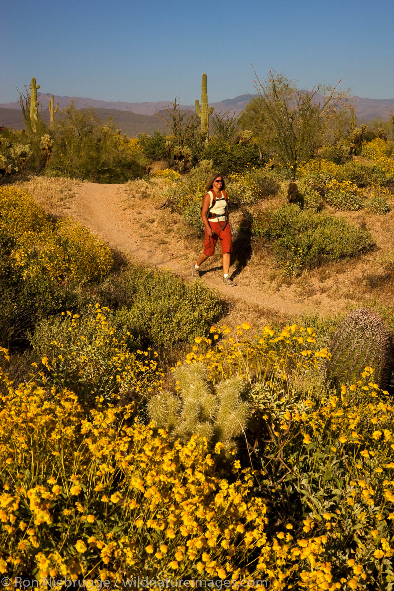 A visitor hiking in McDowell Mountain Regional Park, near Fountain Hills, outside of Phoenix, Arizona.  (model released)