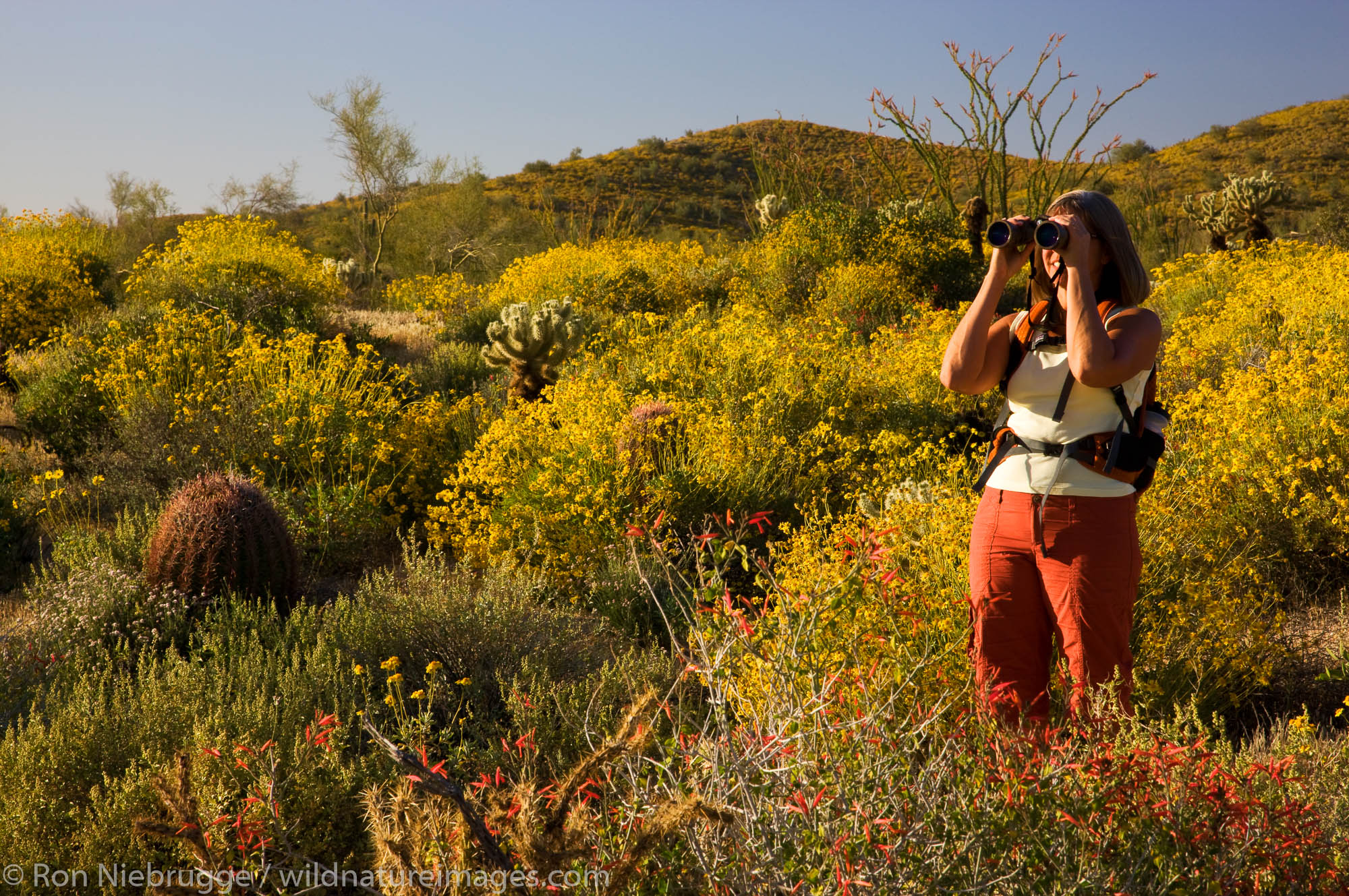 A visitor hiking in McDowell Mountain Regional Park, near Fountain Hills, outside of Phoenix, Arizona.  (model released)