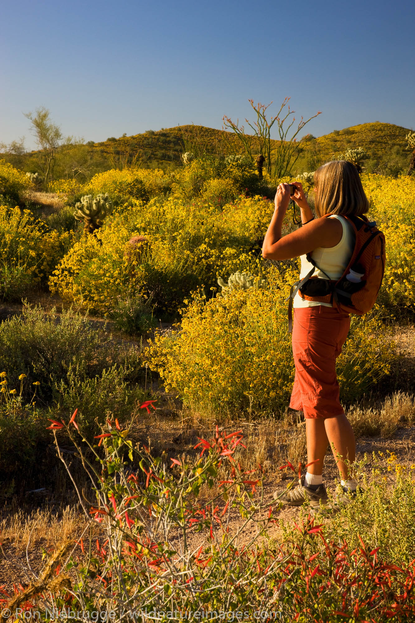 A visitor hiking in McDowell Mountain Regional Park, near Fountain Hills, outside of Phoenix, Arizona.  (model released)