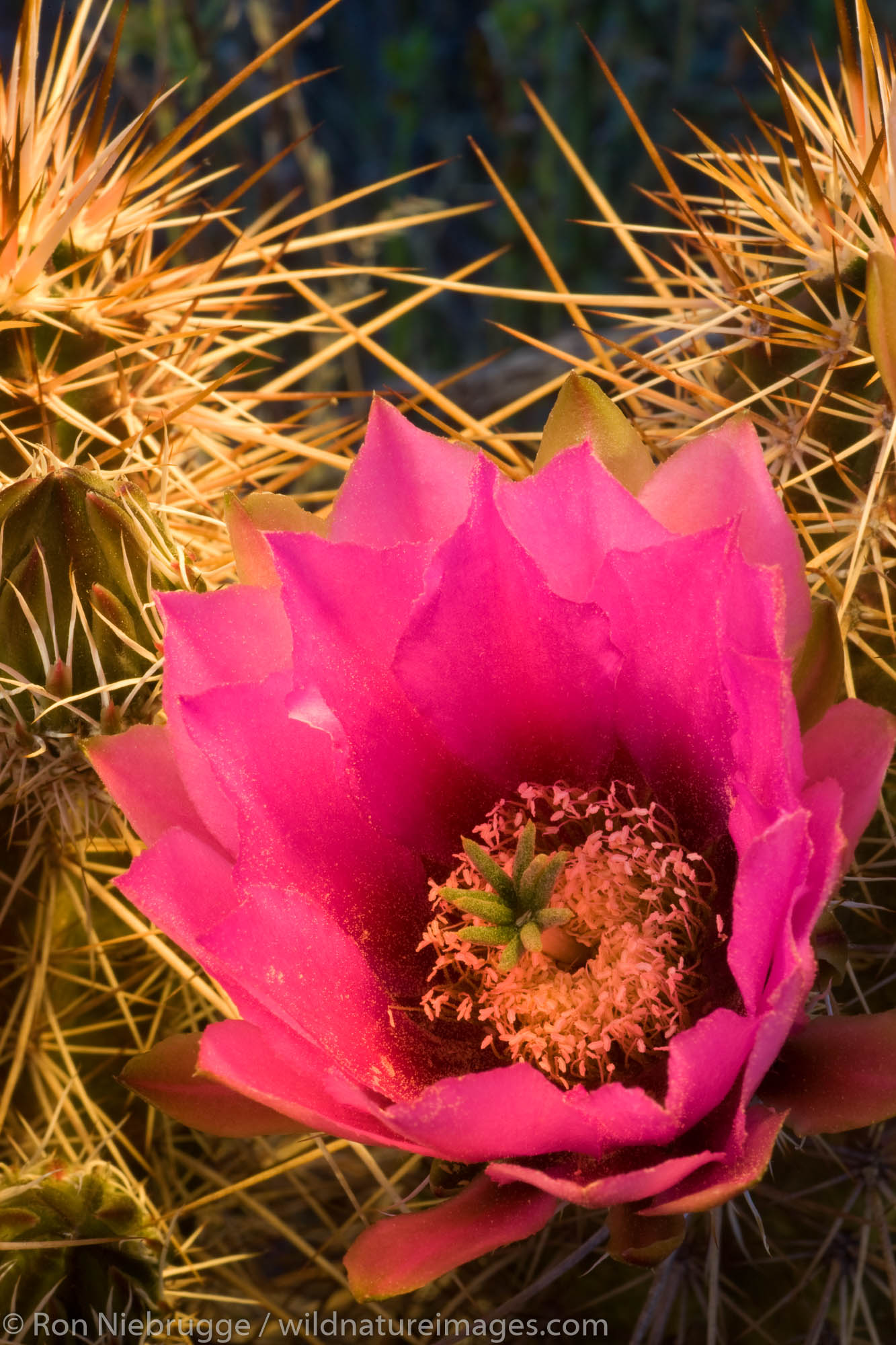 Pink-flower Hedgehog Cactus (Echinocereus fendleri), McDowell Mountain Regional Park, near Fountain Hills, outside of Phoenix...