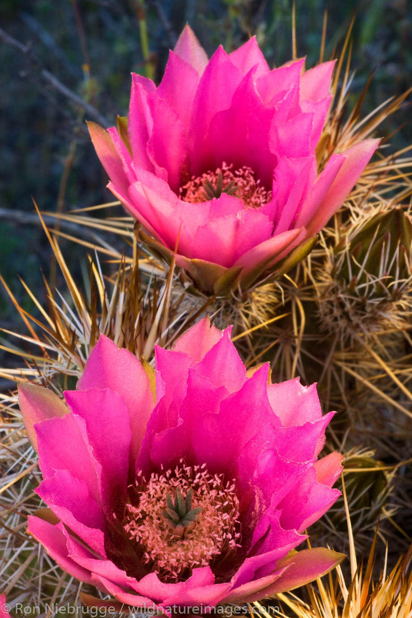 Pink-flower Hedgehog Cactus (Echinocereus fendleri), McDowell Mountain Regional Park, near Fountain Hills, outside of Phoenix...