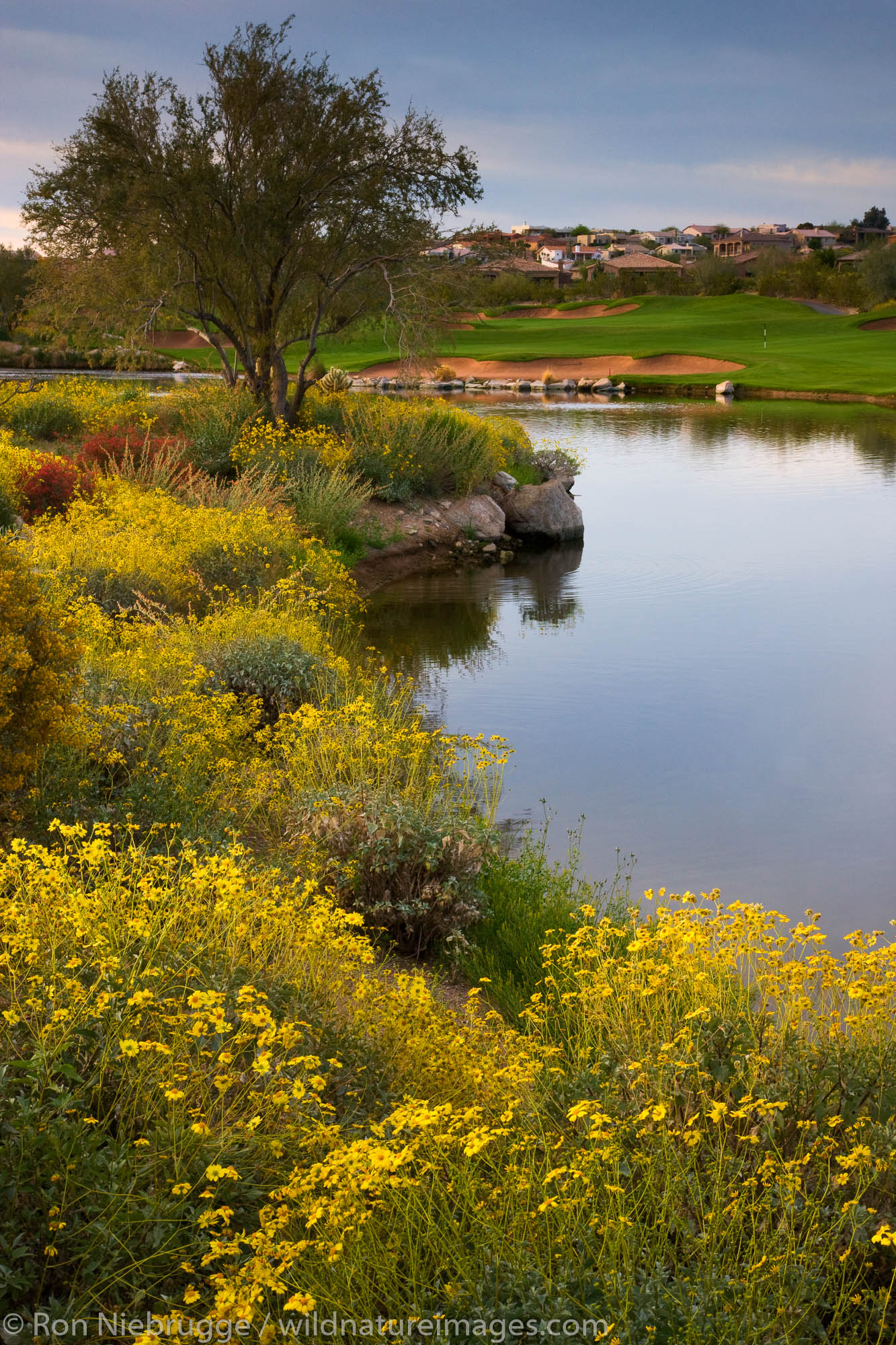 Sunridge Canyon Golf Course, Fountain Hills, outside of Phoenix, Arizona.