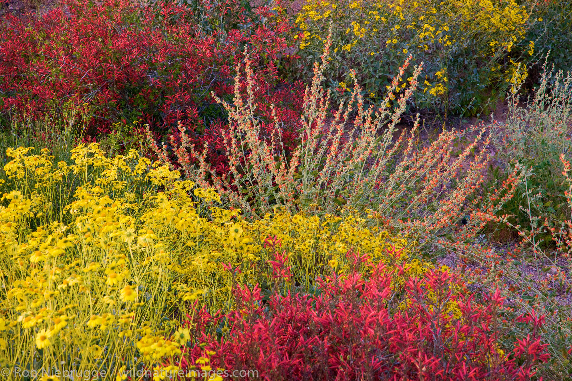 Wildflowers in Fountain Hills, outside of Phoenix, Arizona.