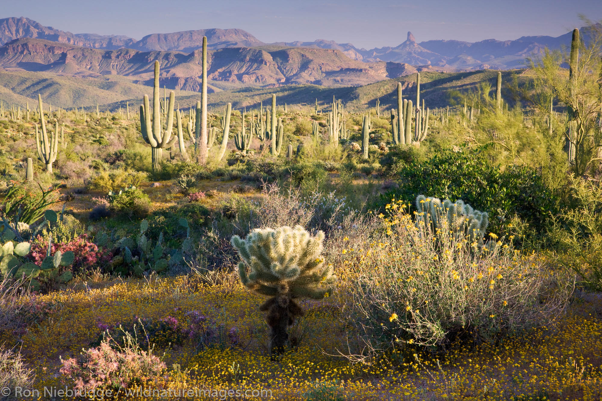 Tonto National Forest, near Fountain Hills, outside of Phoenix, Arizona.