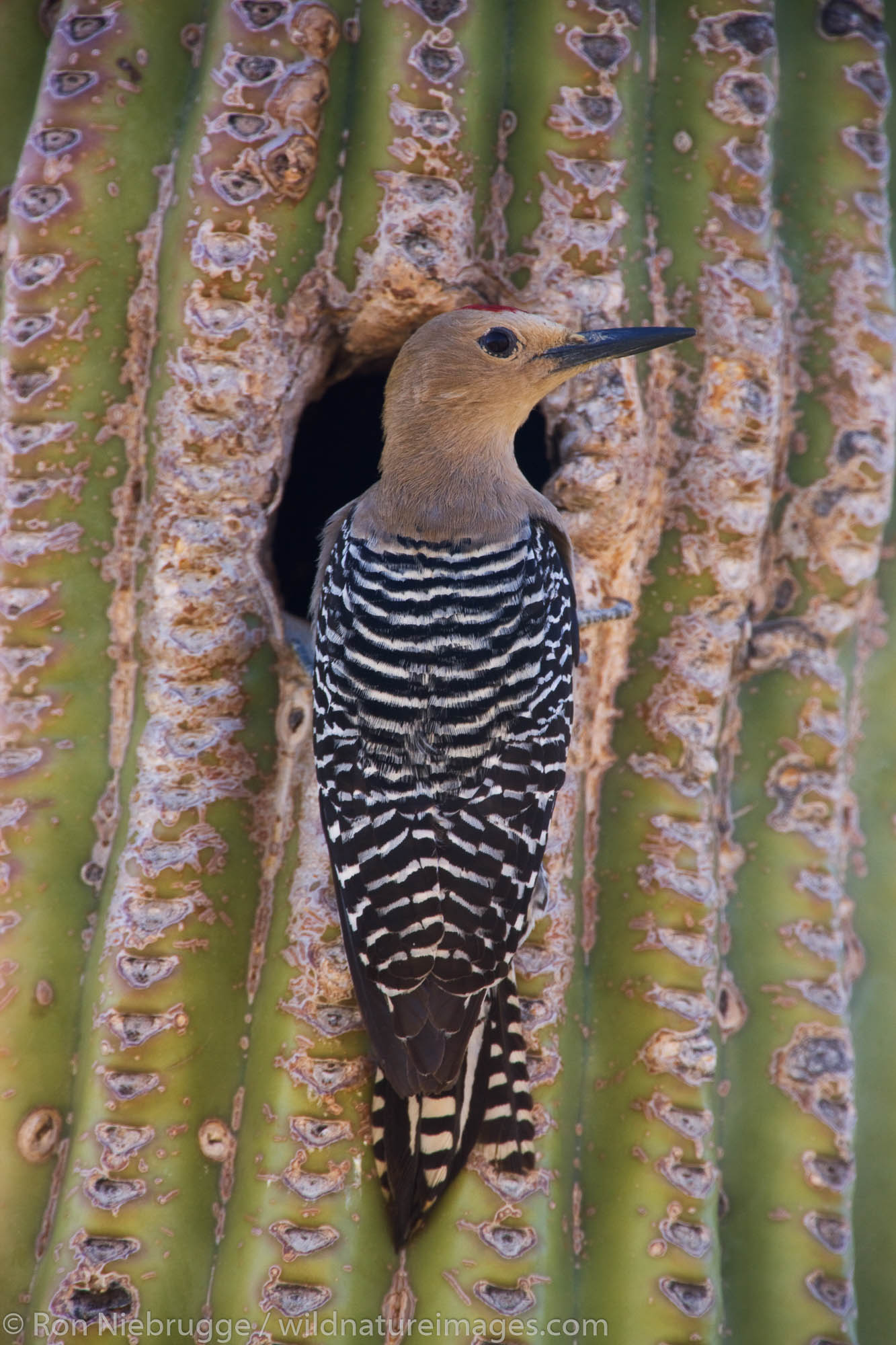A Gila Woodpecker (Melanerpes uropygialis) at a nest cavity in a saguaro cactus, McDowell Mountain Regional Park, near Fountain...