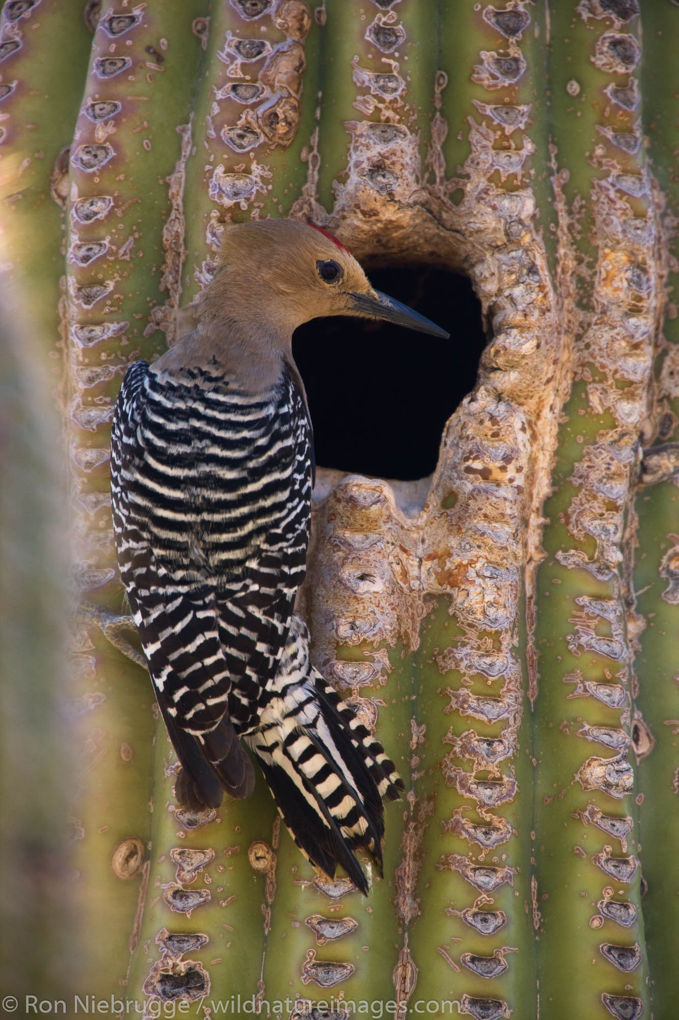 A Gila Woodpecker (Melanerpes uropygialis) at a nest cavity in a saguaro cactus, McDowell Mountain Regional Park, near Fountain...