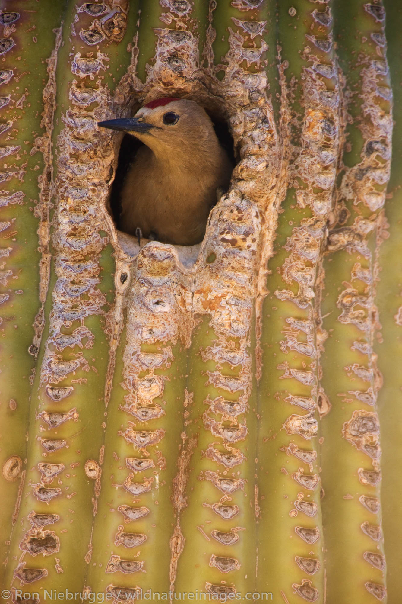 A Gila Woodpecker (Melanerpes uropygialis) at a nest cavity in a saguaro cactus, McDowell Mountain Regional Park, near Fountain...