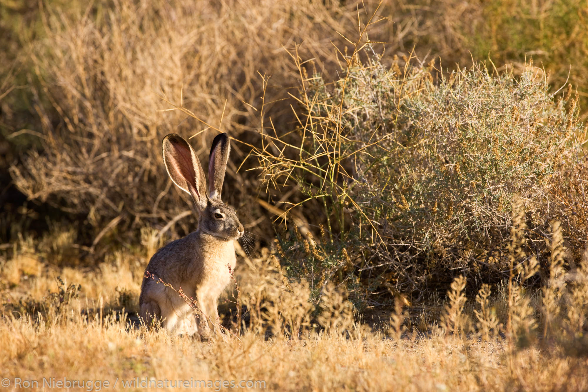 Jackrabbit, Anza-Borrego Desert State Park, California.