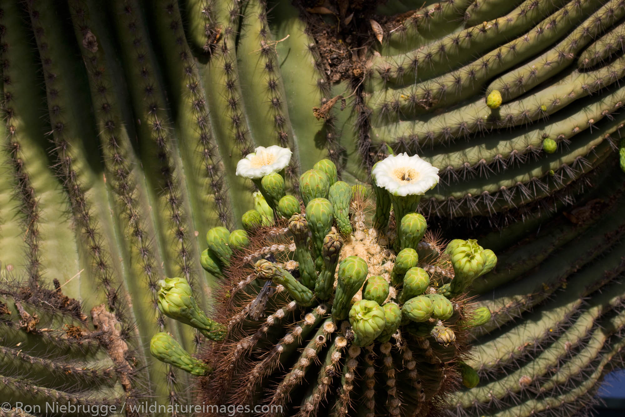 Saguaro cactus bloom, Borrego Springs, California.
