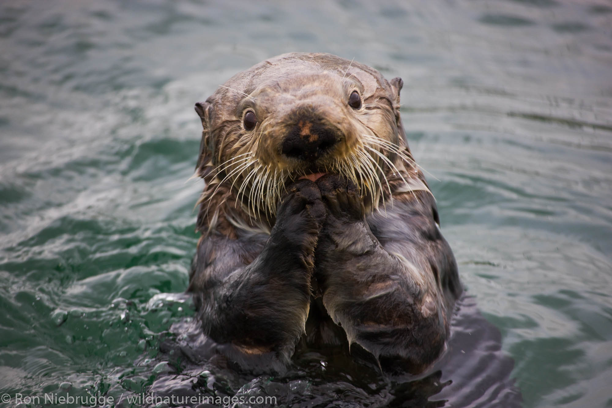 Sea Otter (Enhydra lutris), Chugach National Forest,  Cordova Alaska