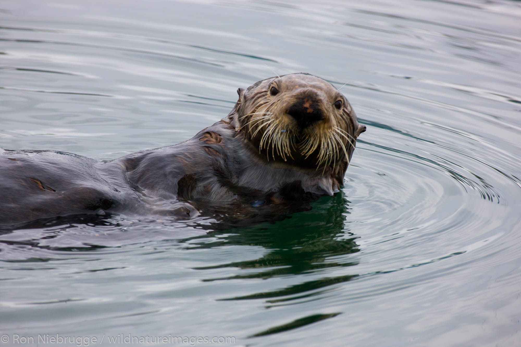 Sea Otter (Enhydra lutris), Cordova, Alaska