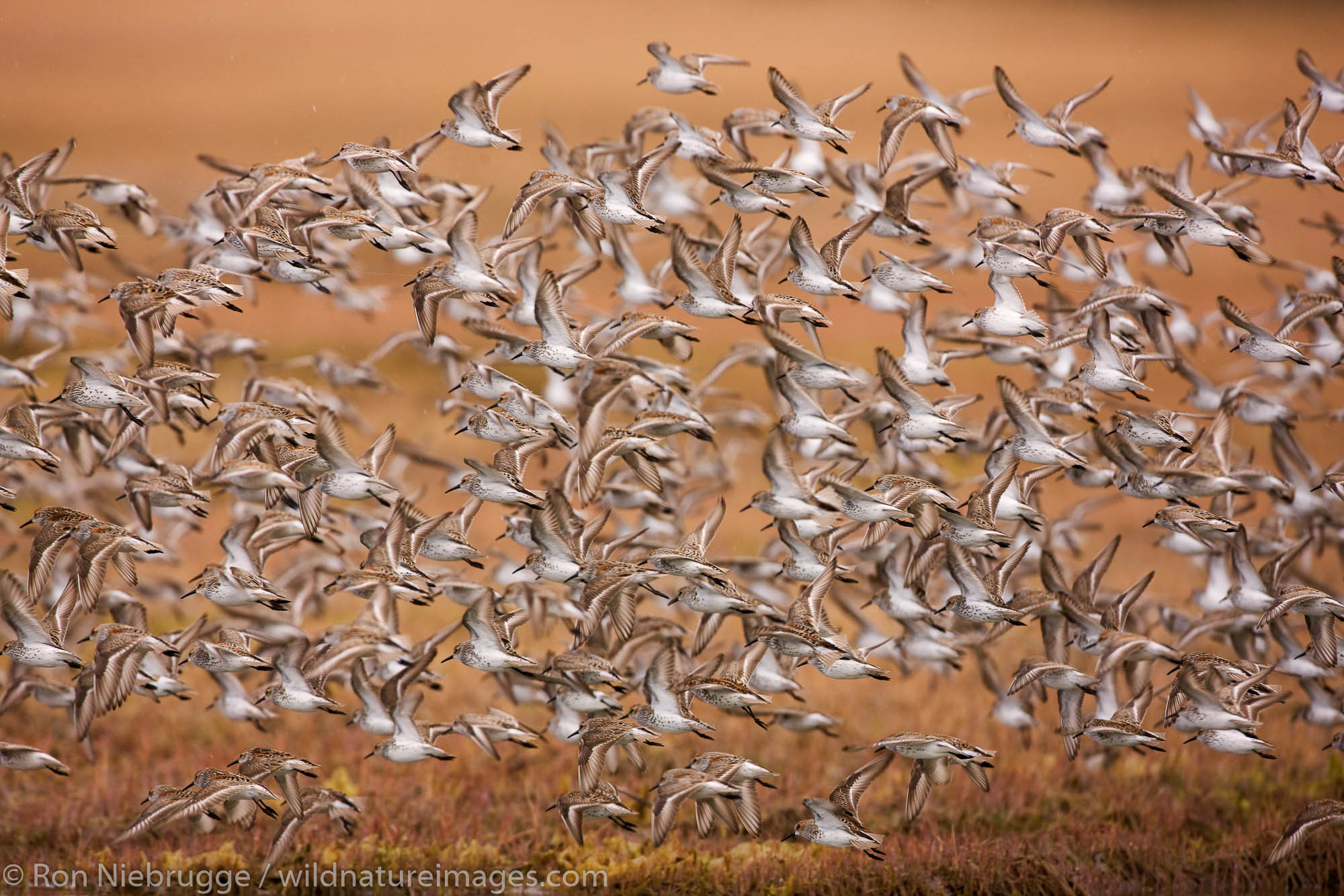 Shorebird migration on the Copper River Delta, Chugach National Forest, Cordova, Alaska