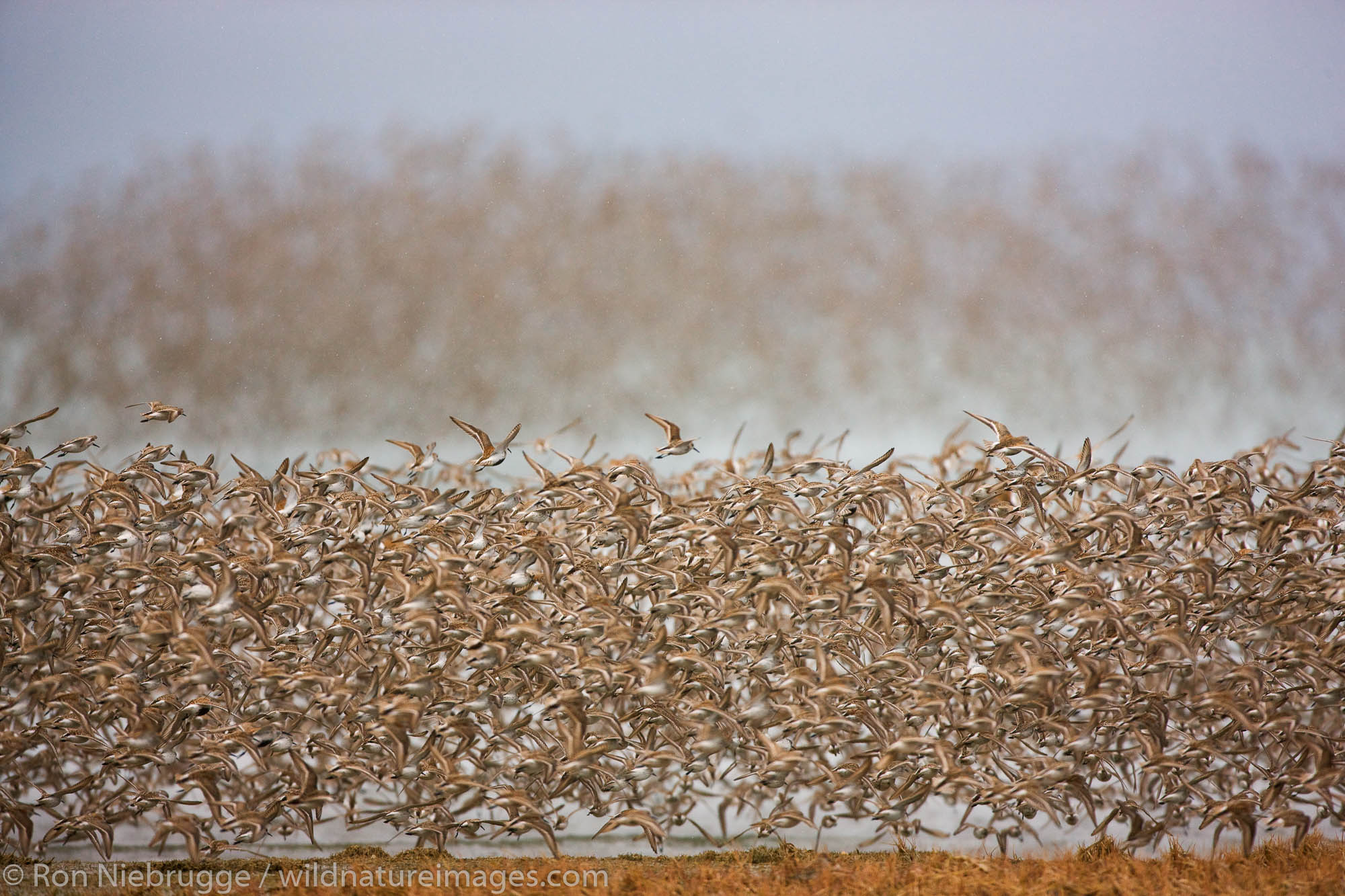Shorebird migration on the Copper River Delta, Chugach National Forest, Cordova, Alaska.