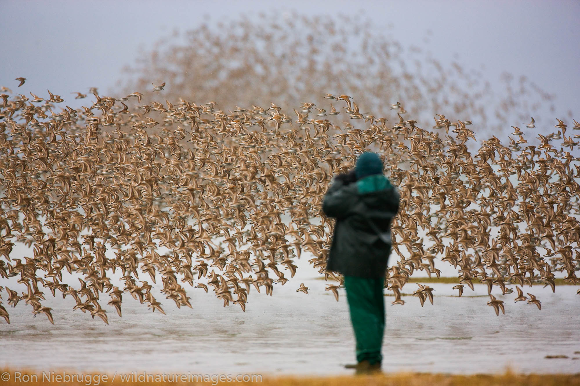 Michael Quinton photographs the Shorebird migration on the Copper River Delta, Chugach National Forest, Cordova, Alaska