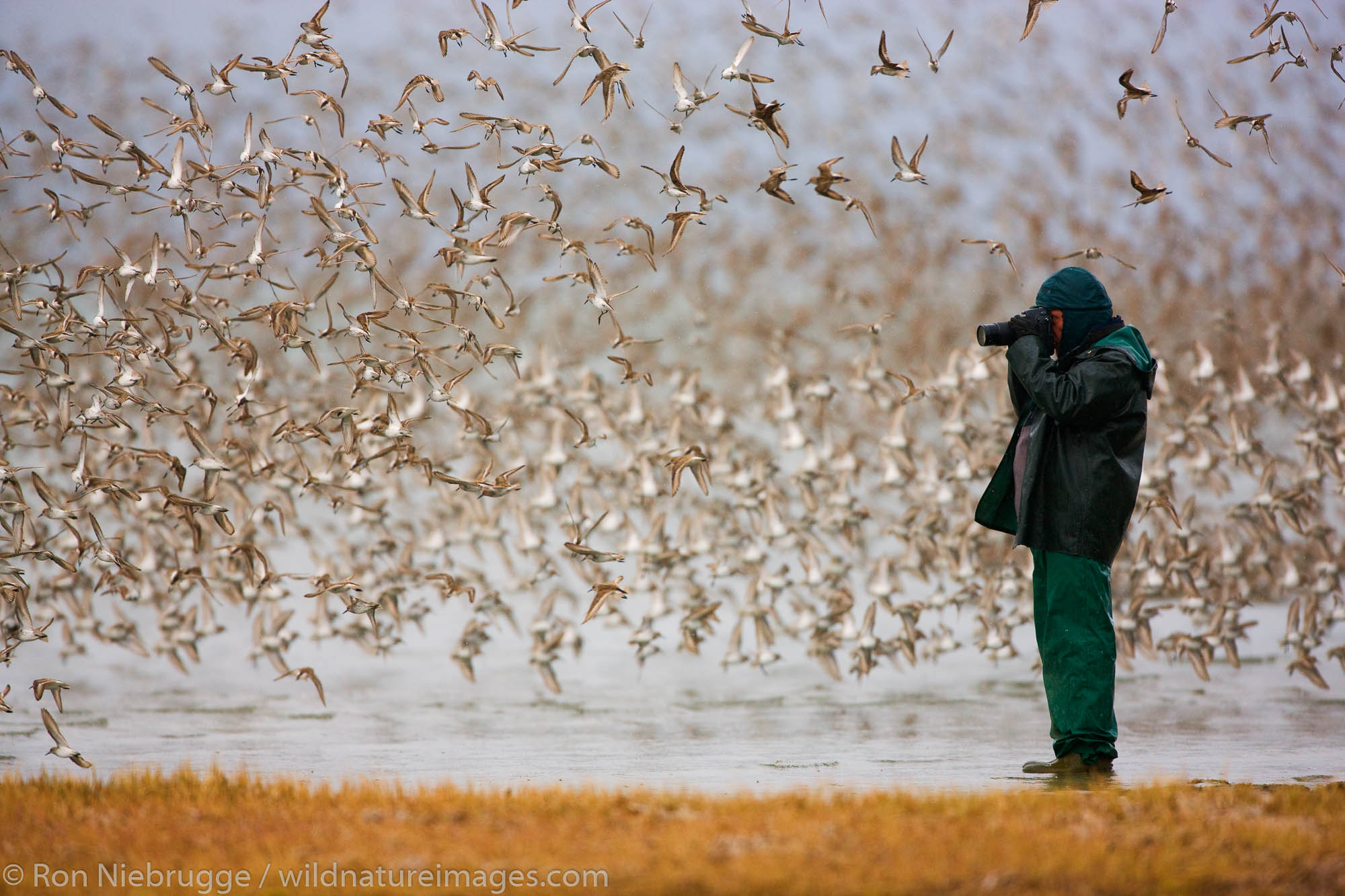 Michael Quinton photographs the Shorebird migration on the Copper River Delta, Chugach National Forest, Cordova, Alaska