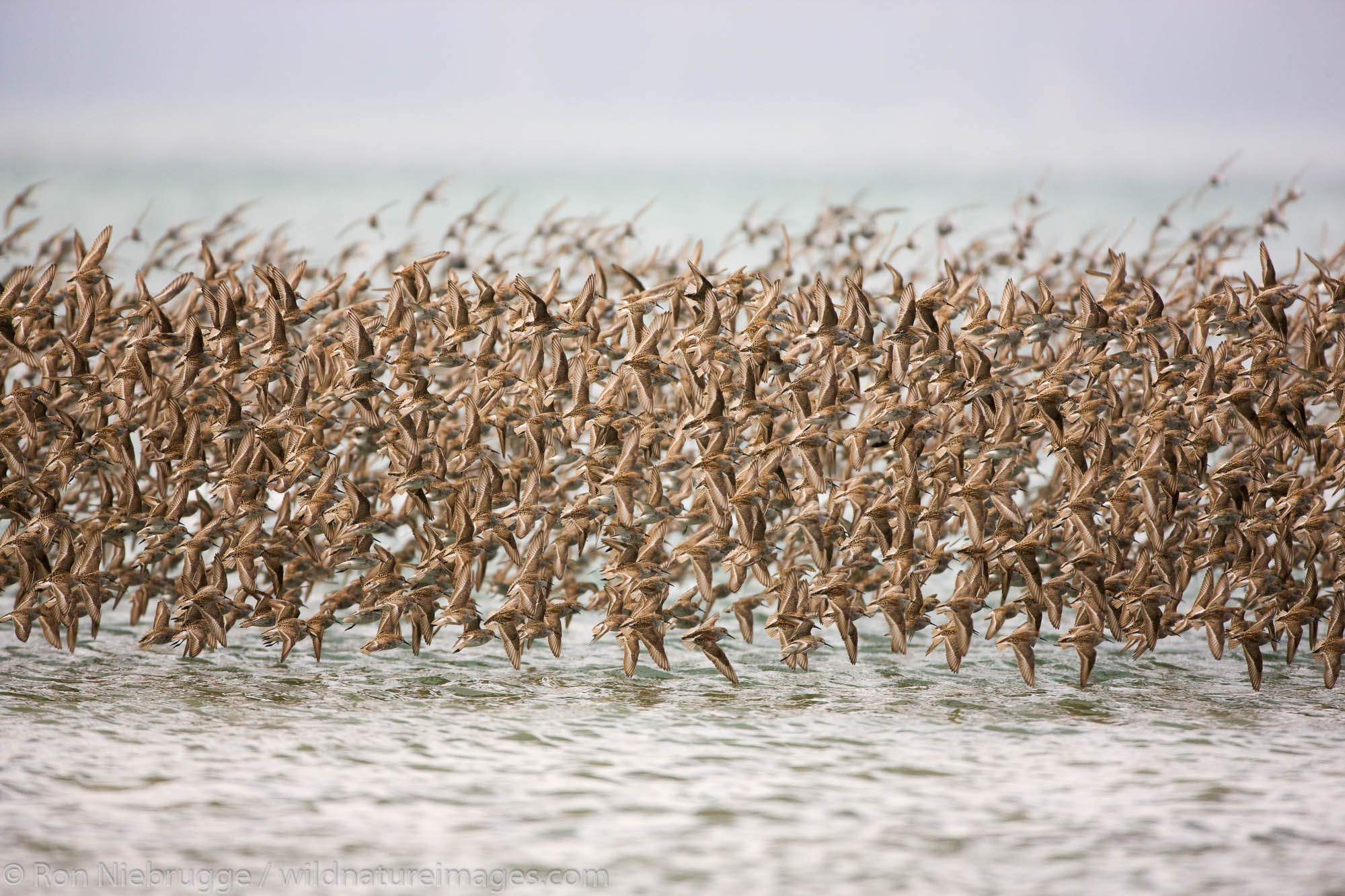 Shorebird migration on the Copper River Delta, Chugach National Forest, Cordova, Alaska