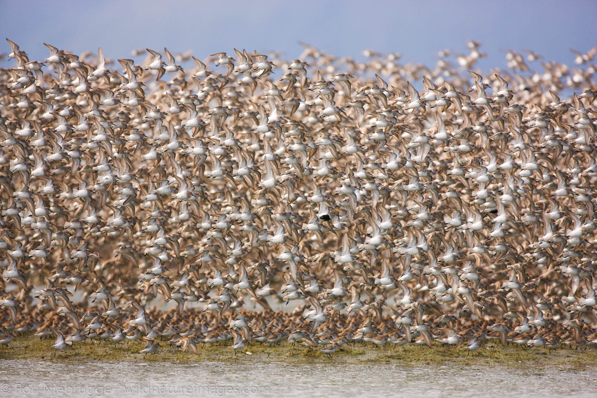 Shorebird migration on the Copper River Delta, Chugach National Forest, Cordova, Alaska