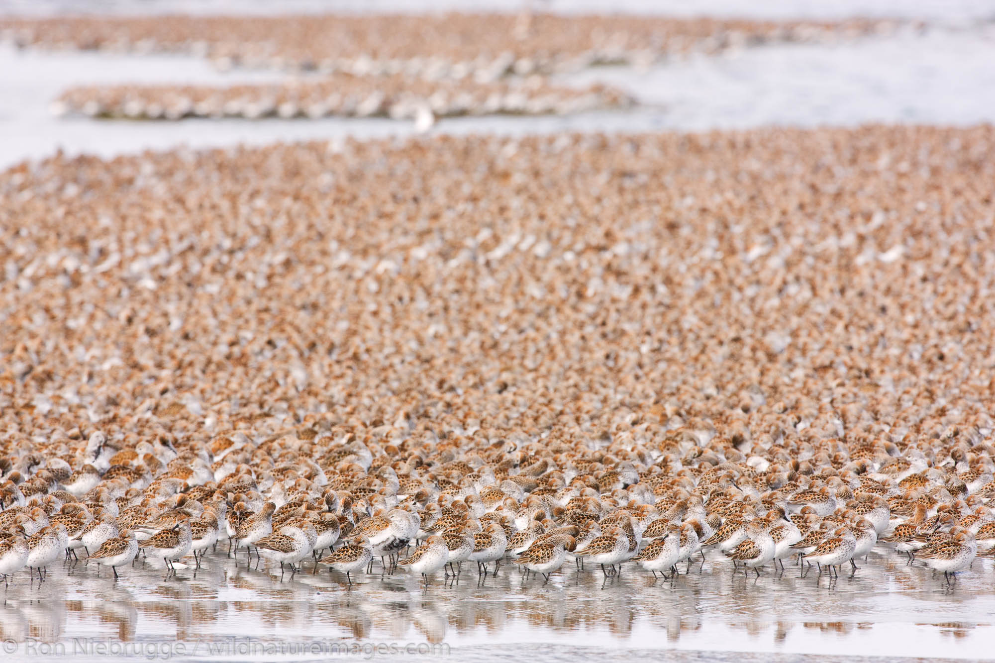 Shorebird migration on the Copper River Delta, Chugach National Forest, Cordova, Alaska