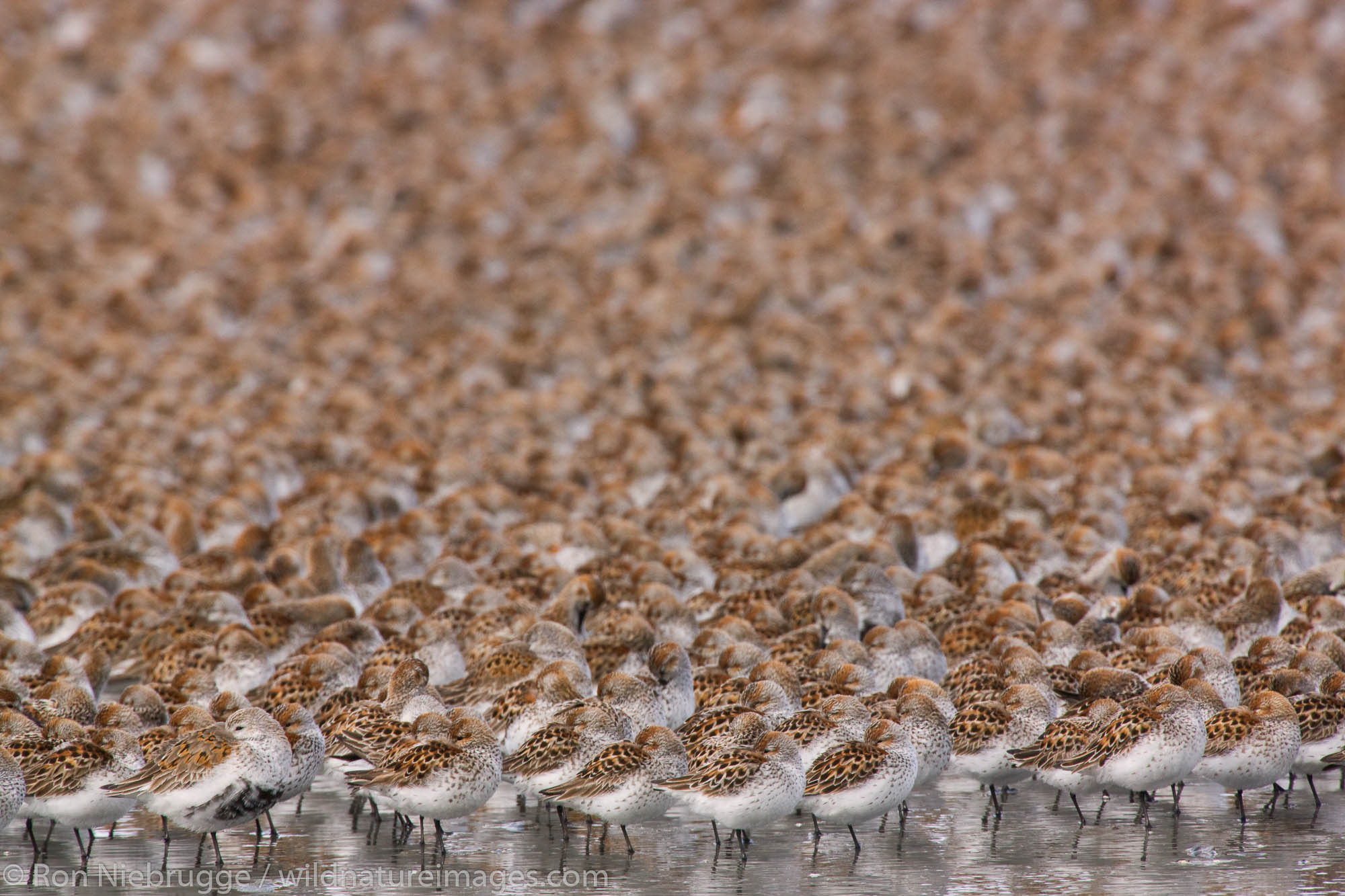 Shorebird migration on the Copper River Delta, Chugach National Forest, Cordova, Alaska.