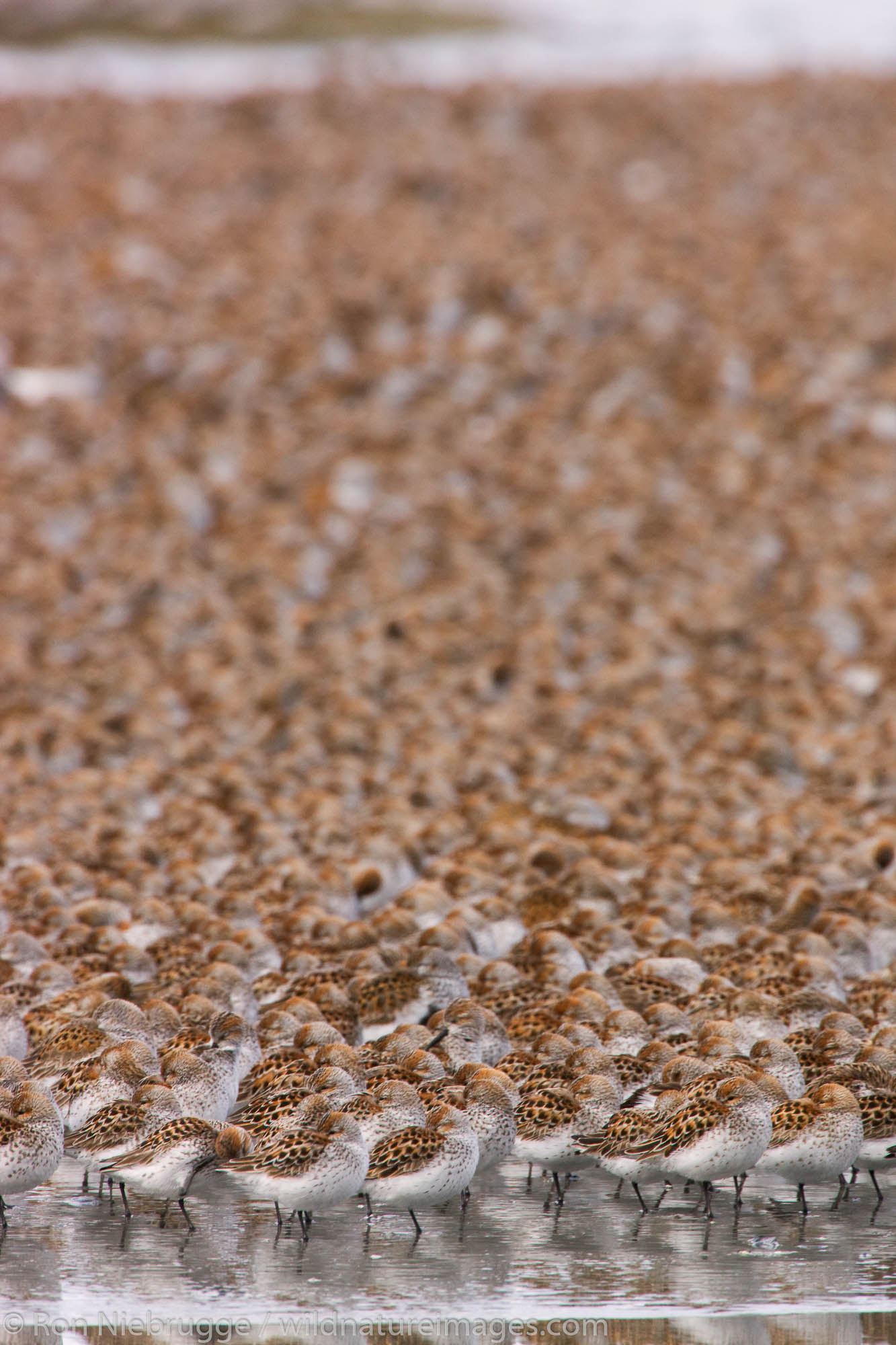 Shorebird migration on the Copper River Delta, Chugach National Forest, Cordova, Alaska.