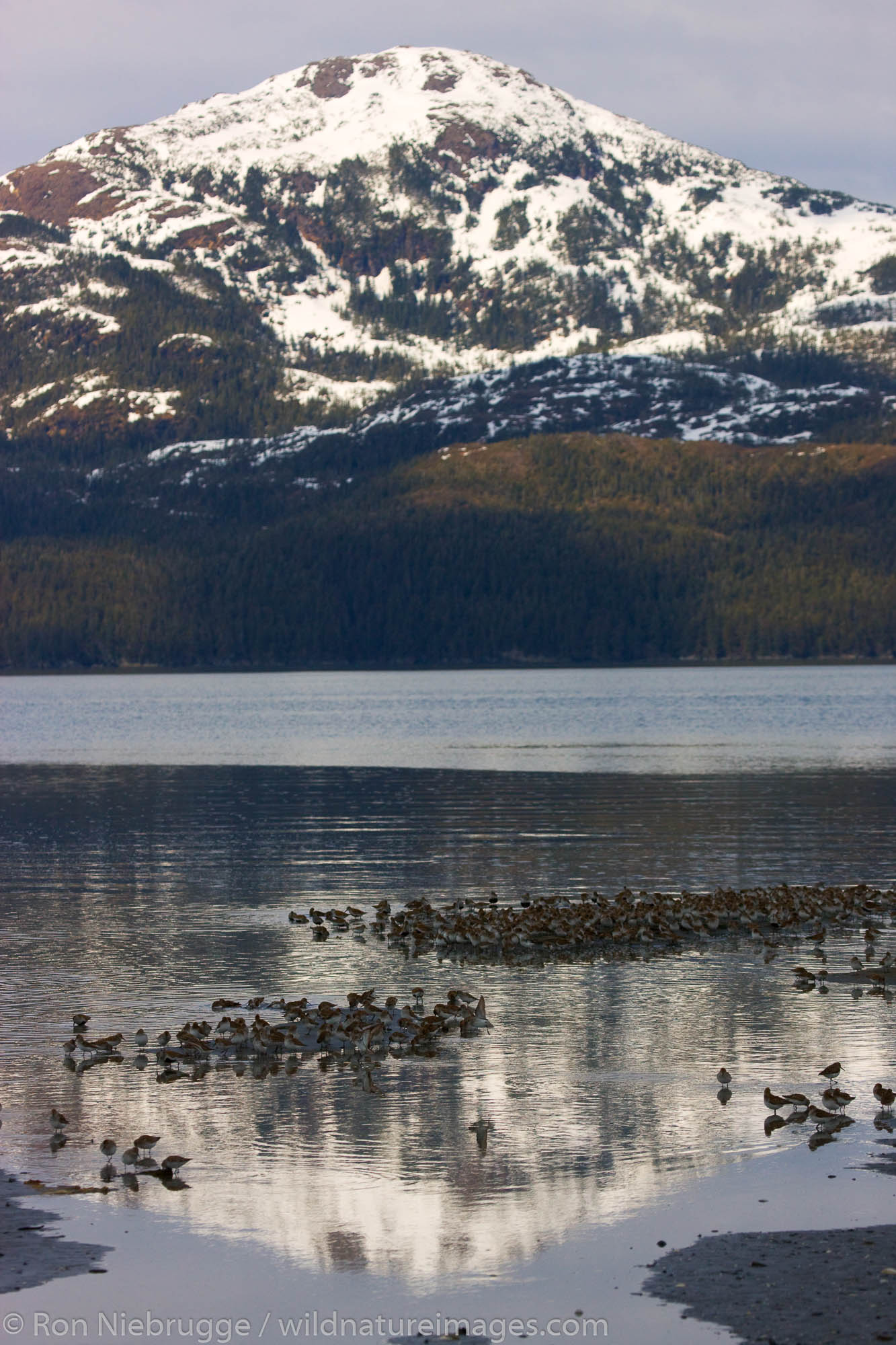 Shorebird migration on the Copper River Delta, Chugach National Forest, Cordova, Alaska